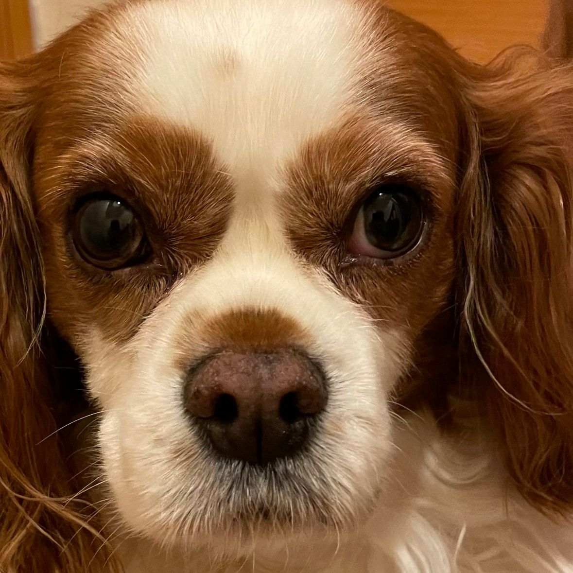 Chester