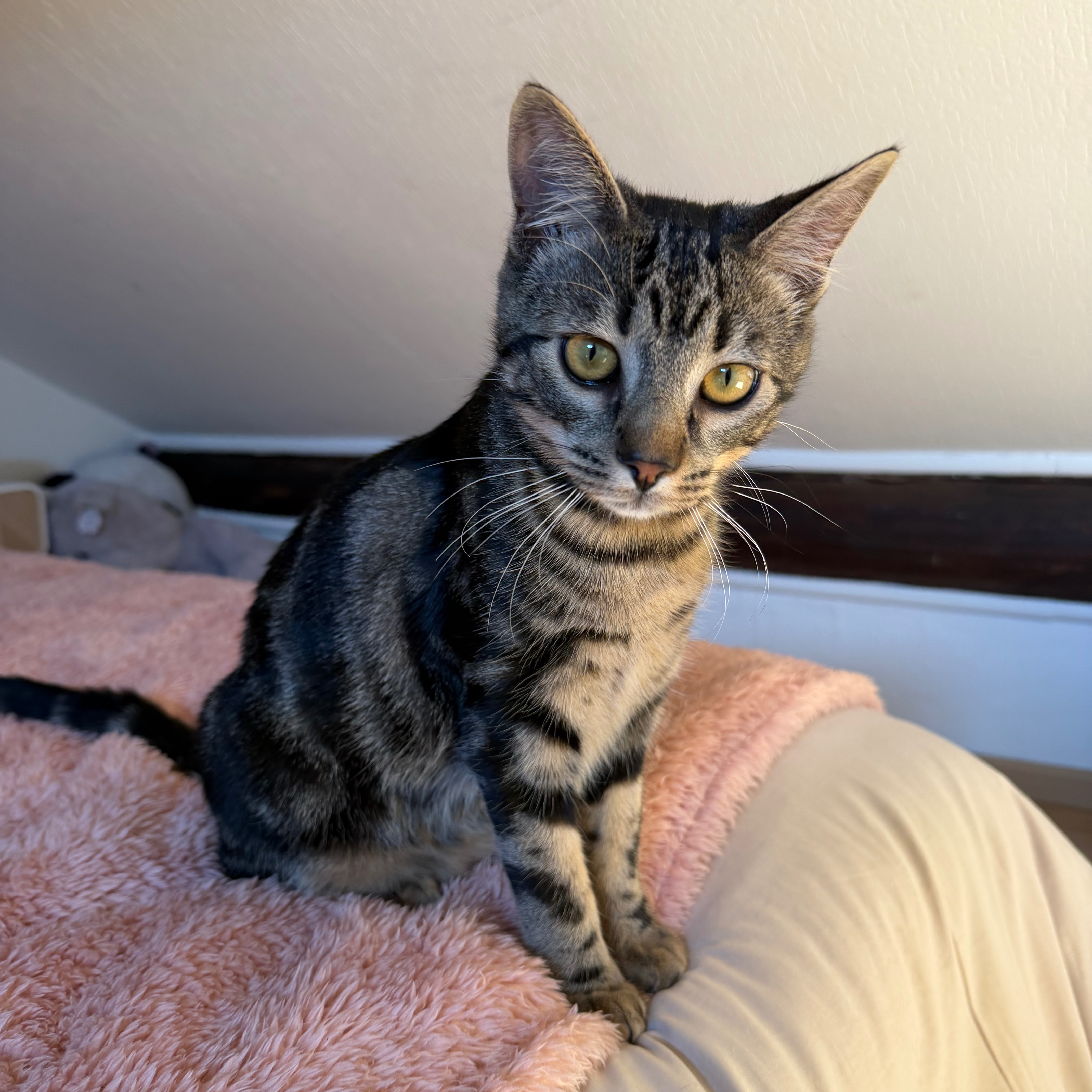 Milo