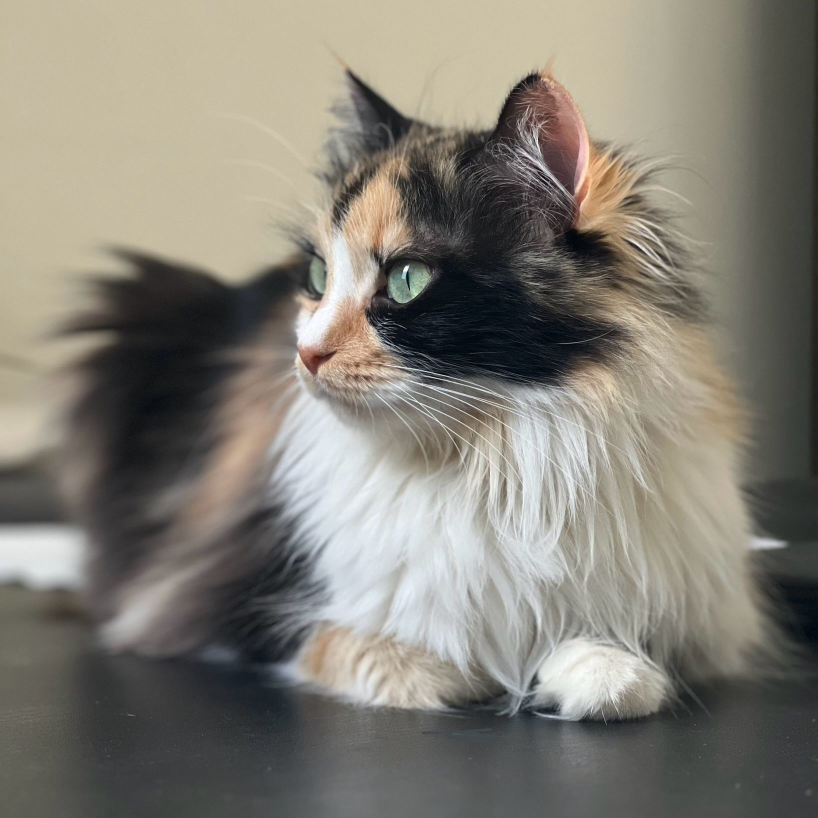 Mochi