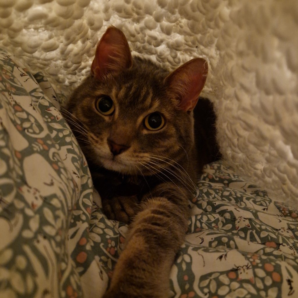 Gizmo
