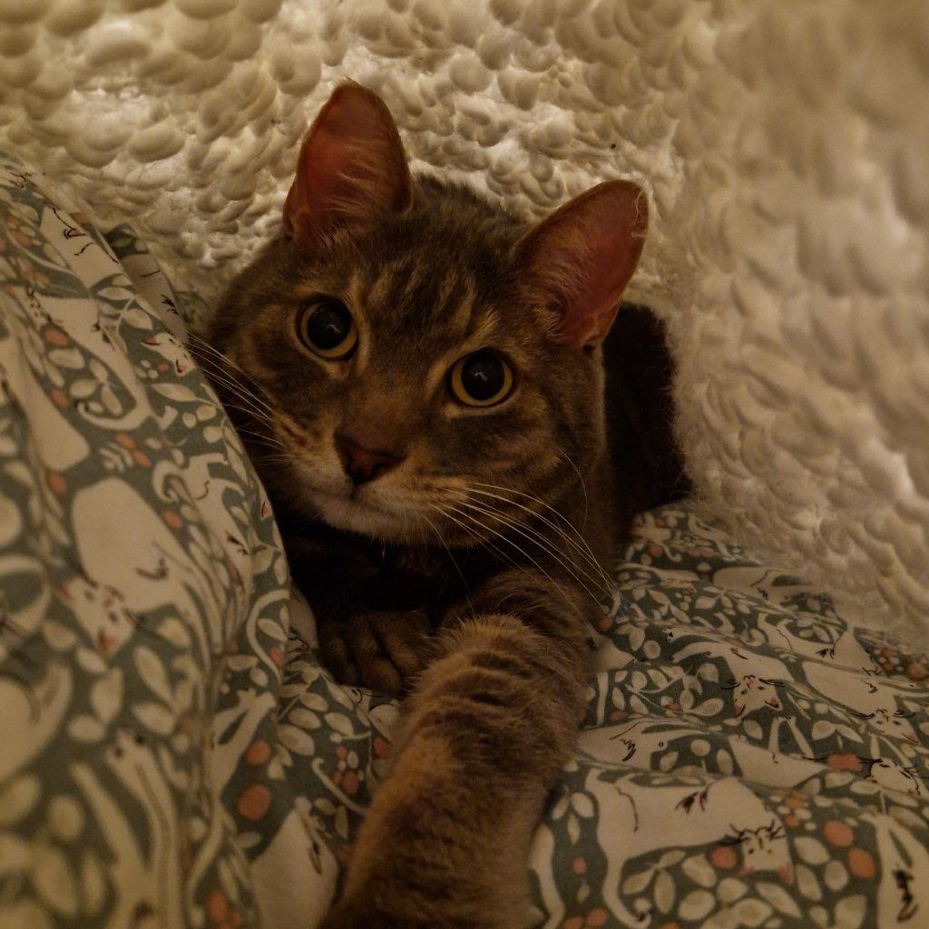 Gizmo