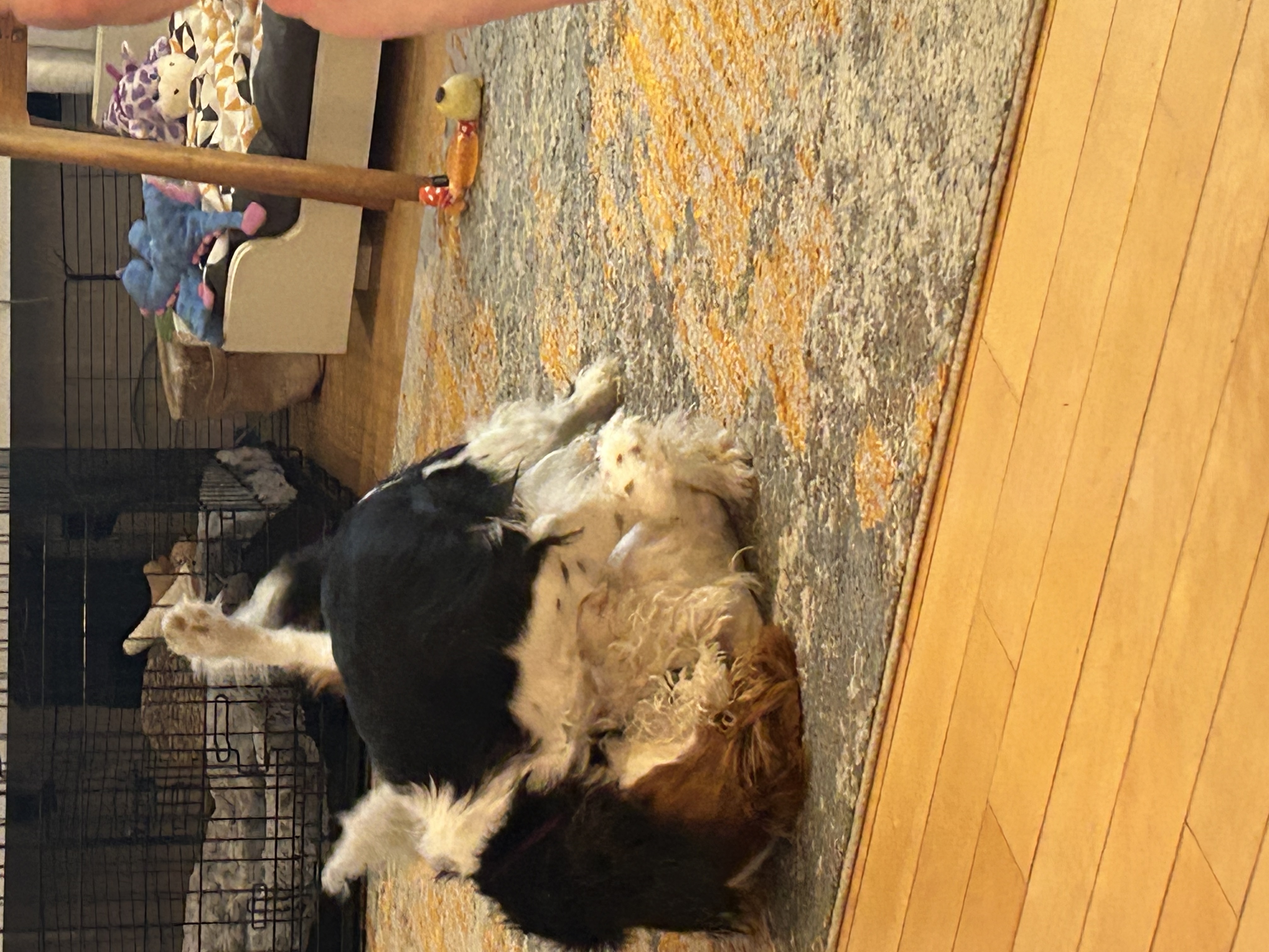 image-7