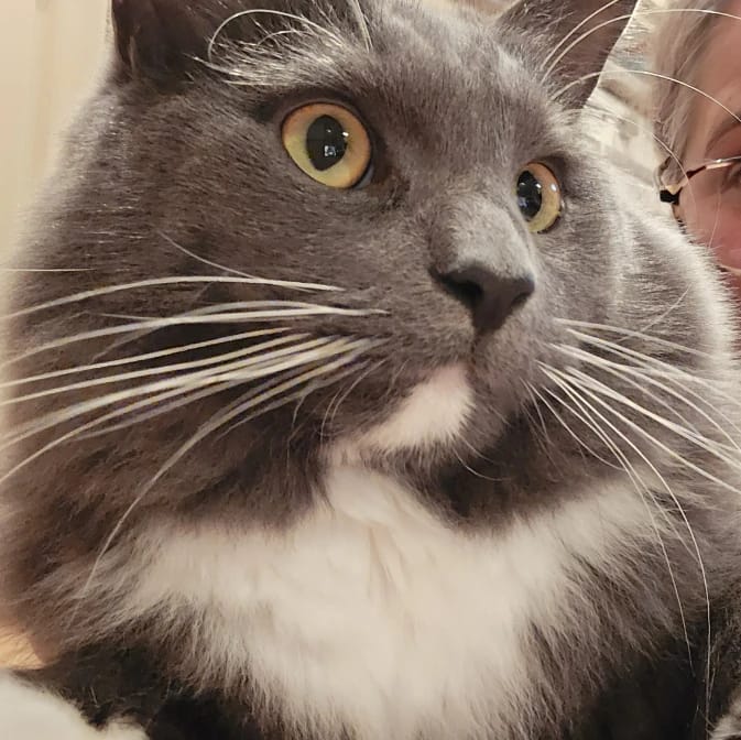 Hugo