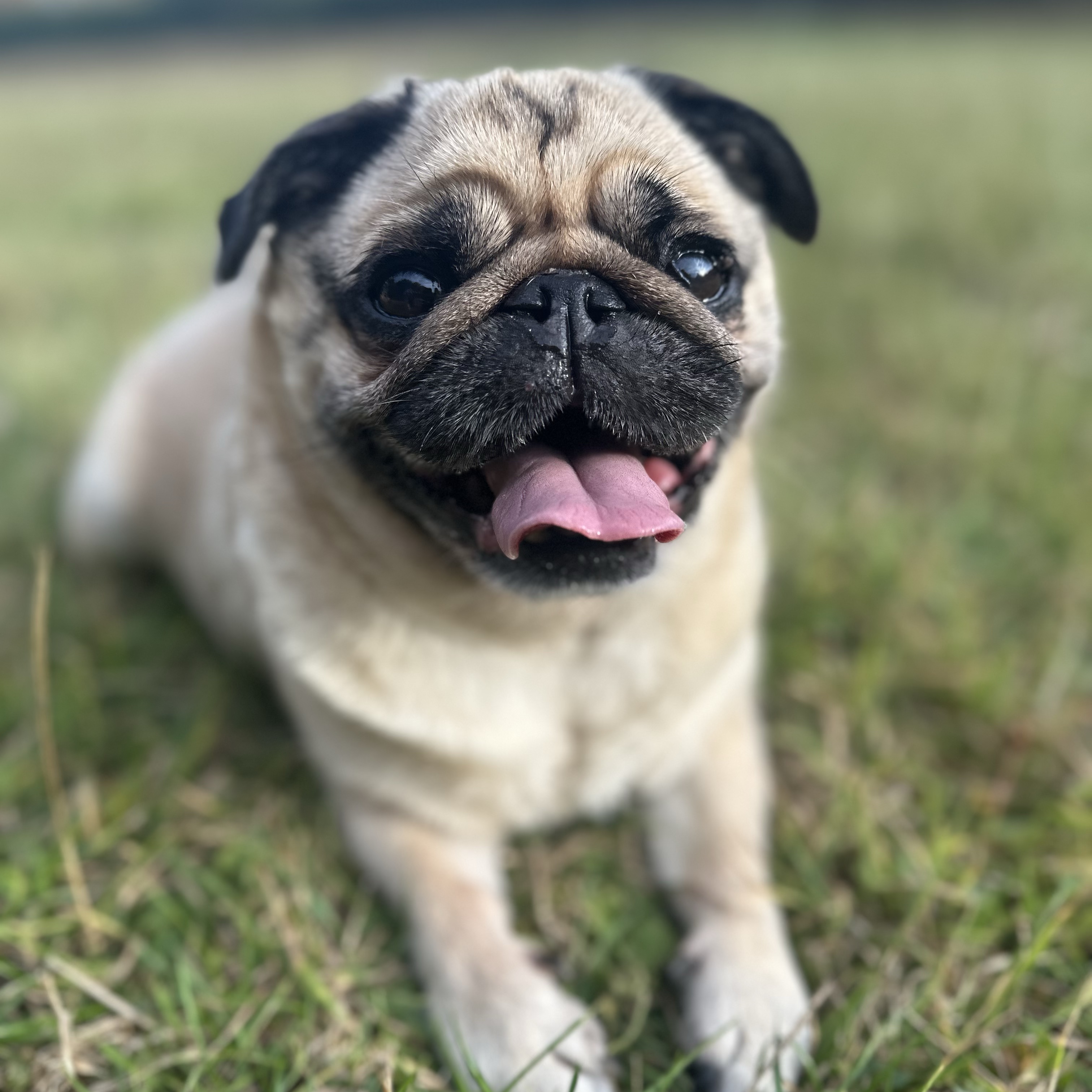 Bella 