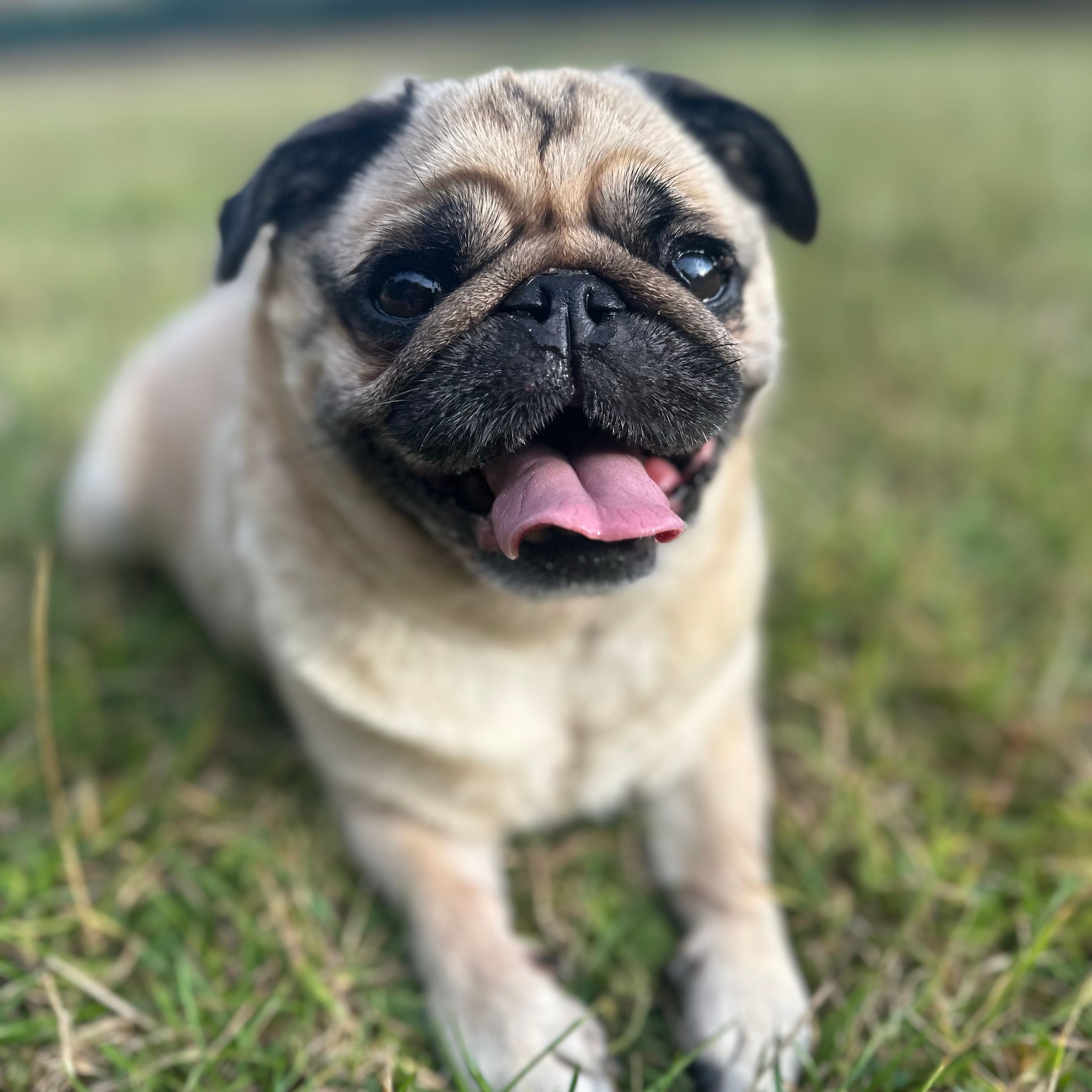 Bella