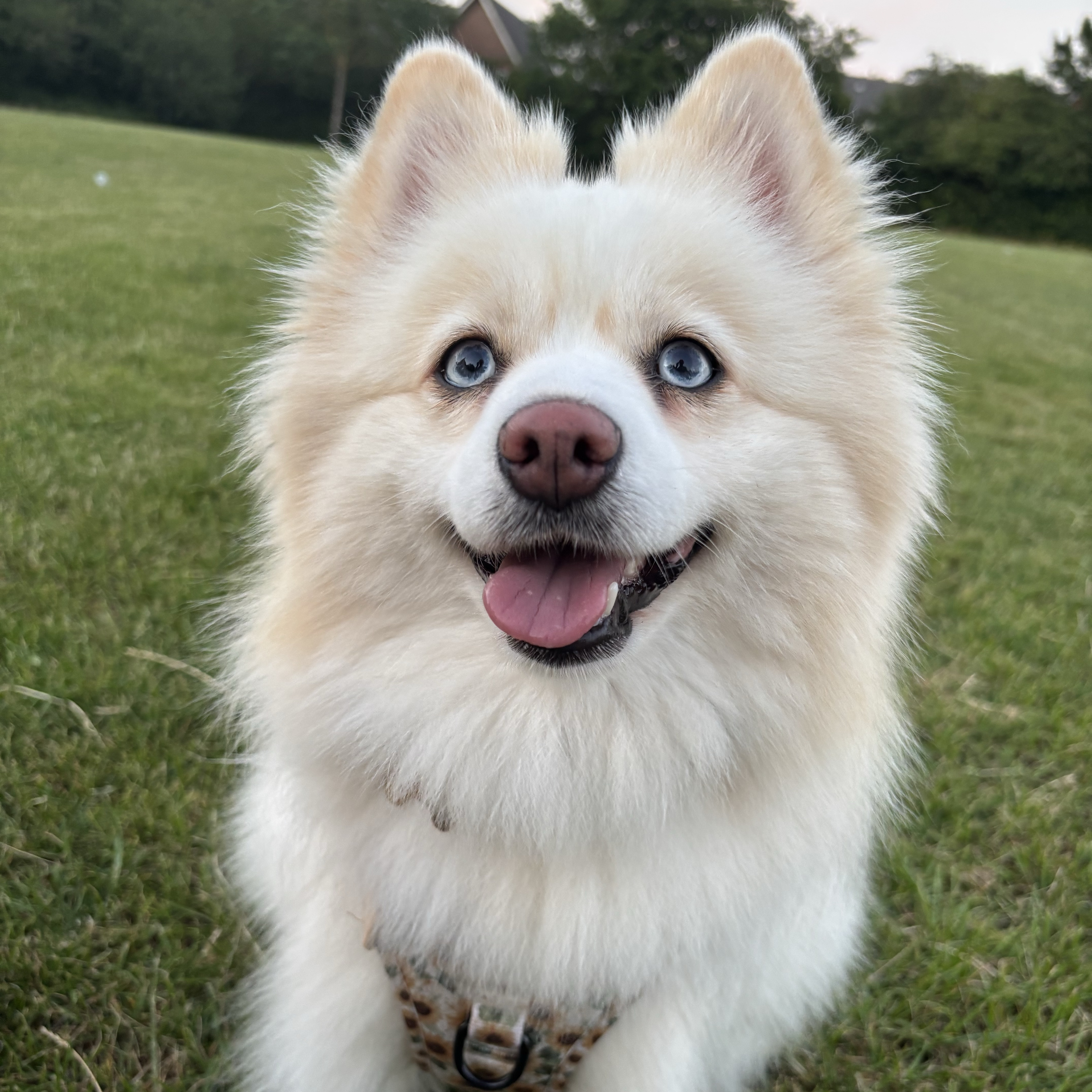 Willow