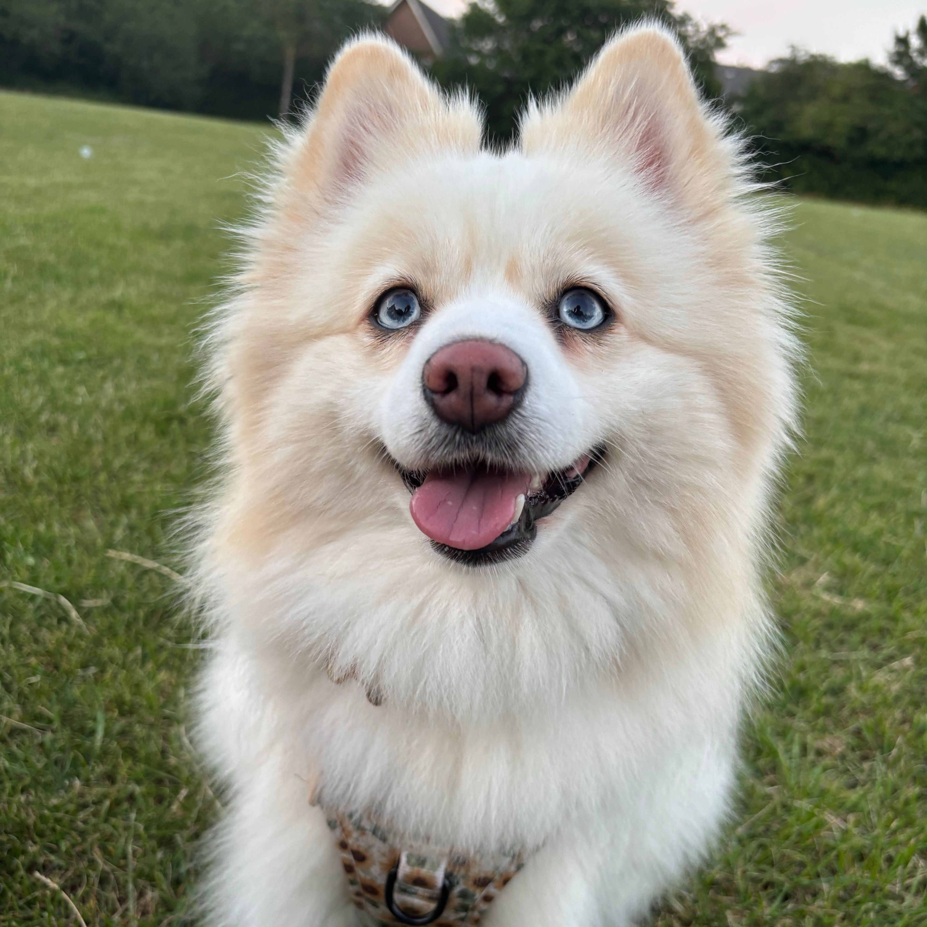 Willow