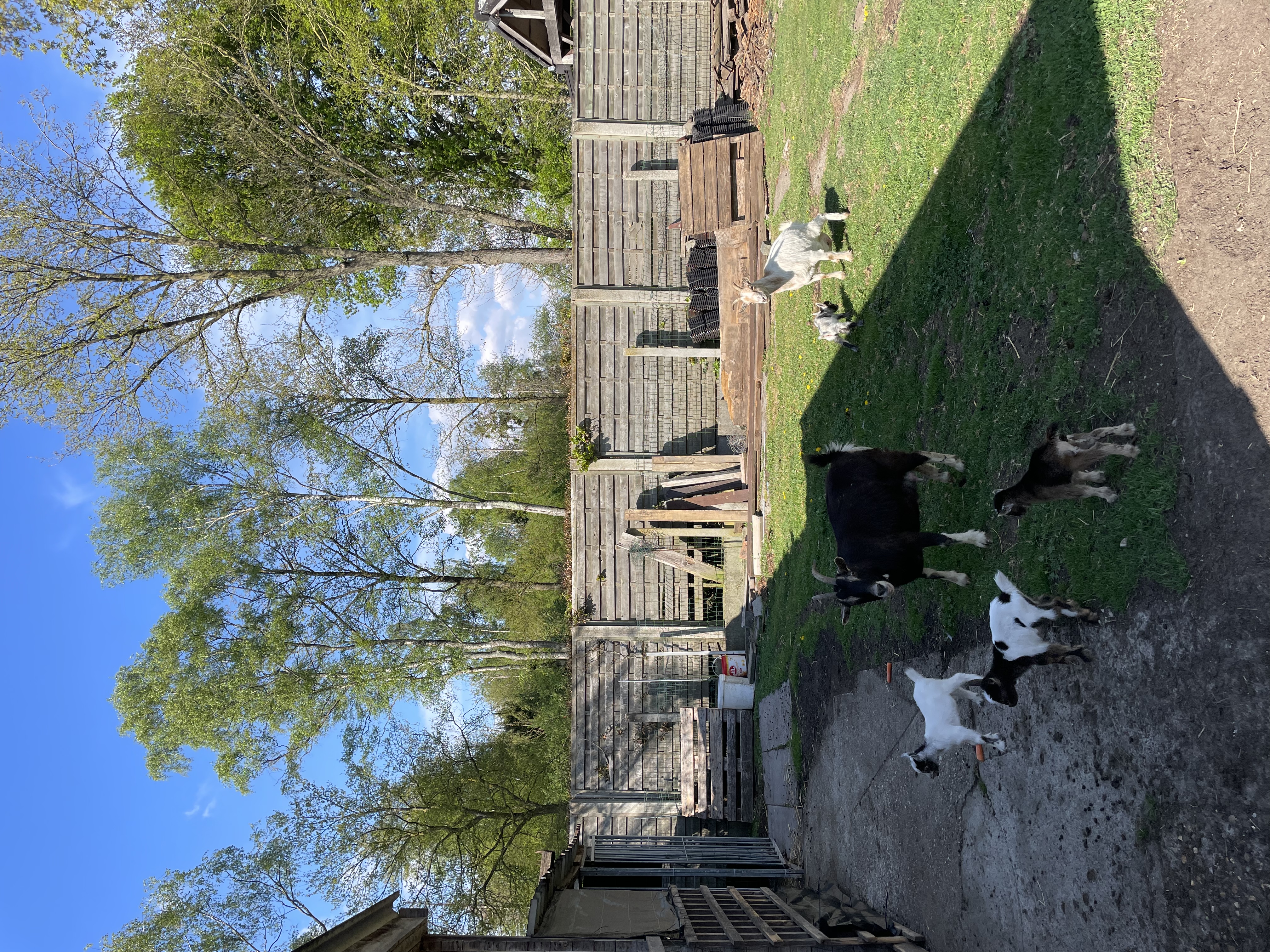 image-7