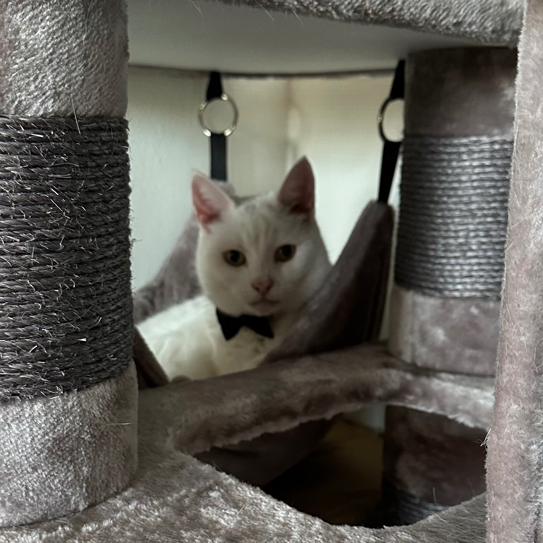 Chico