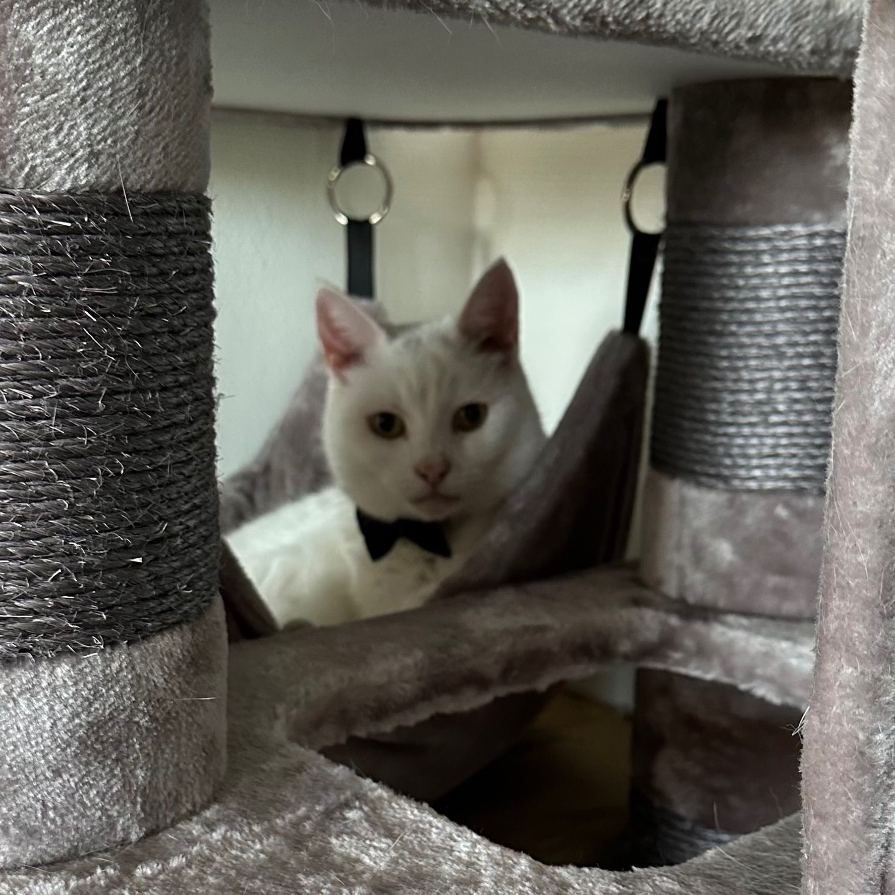 Chico