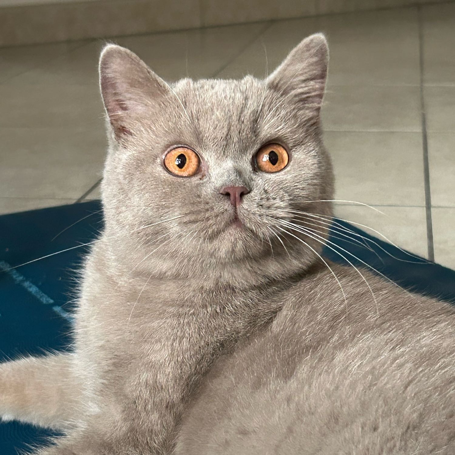 Mirtillo