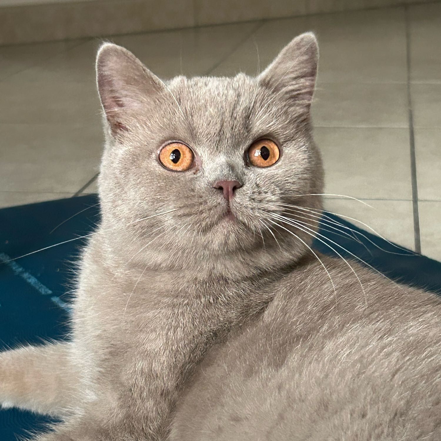 Mirtillo