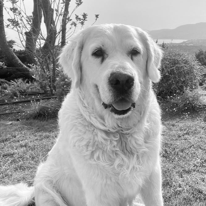 Mylo 