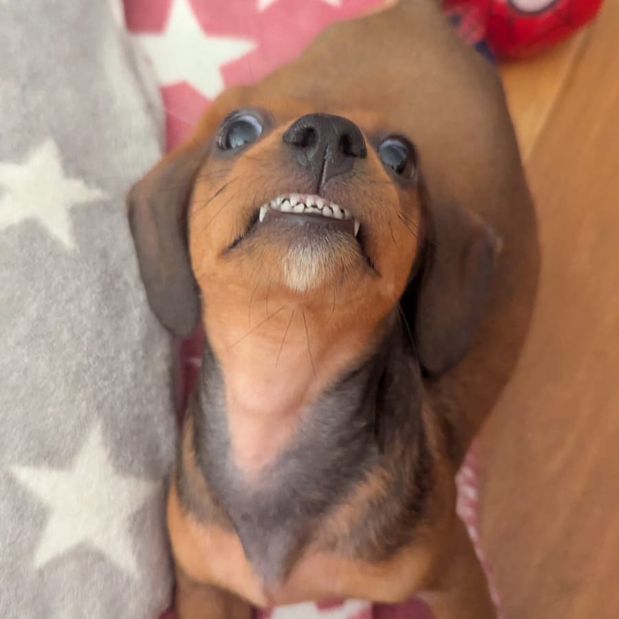 Dobby Bobby