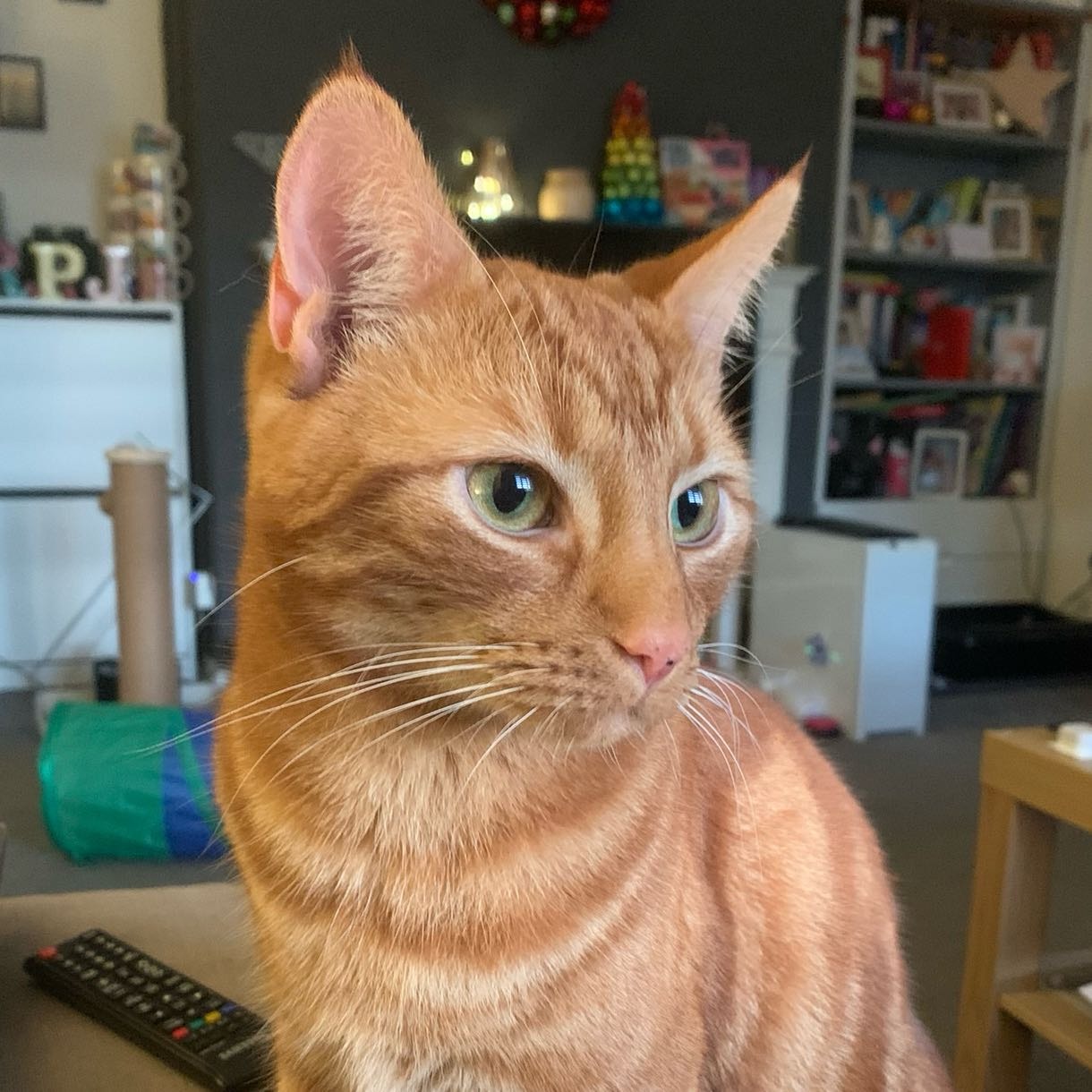 Nemo