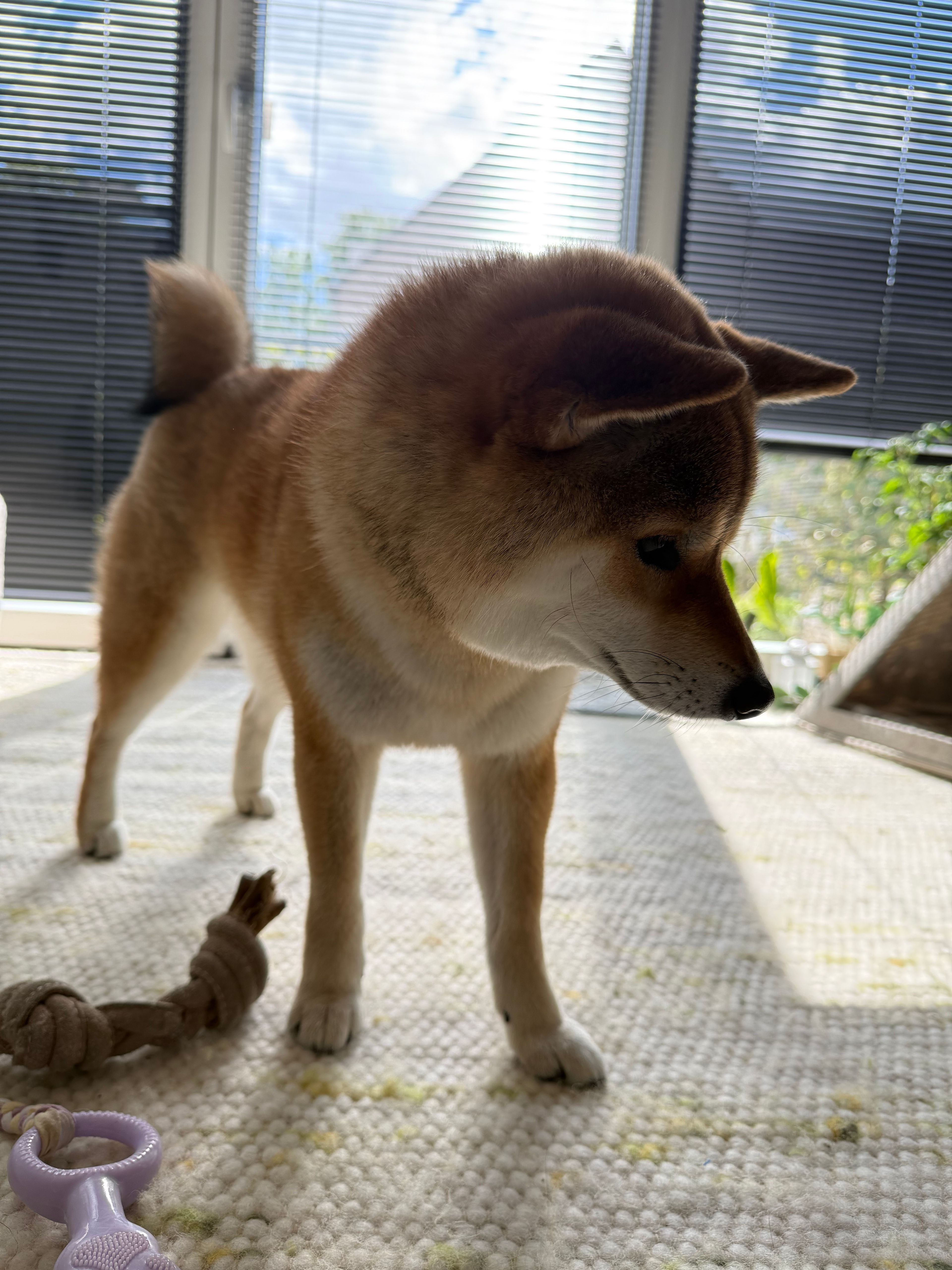 image-14