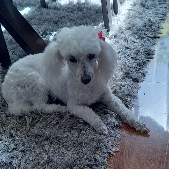 Clotita