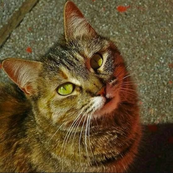 Misky