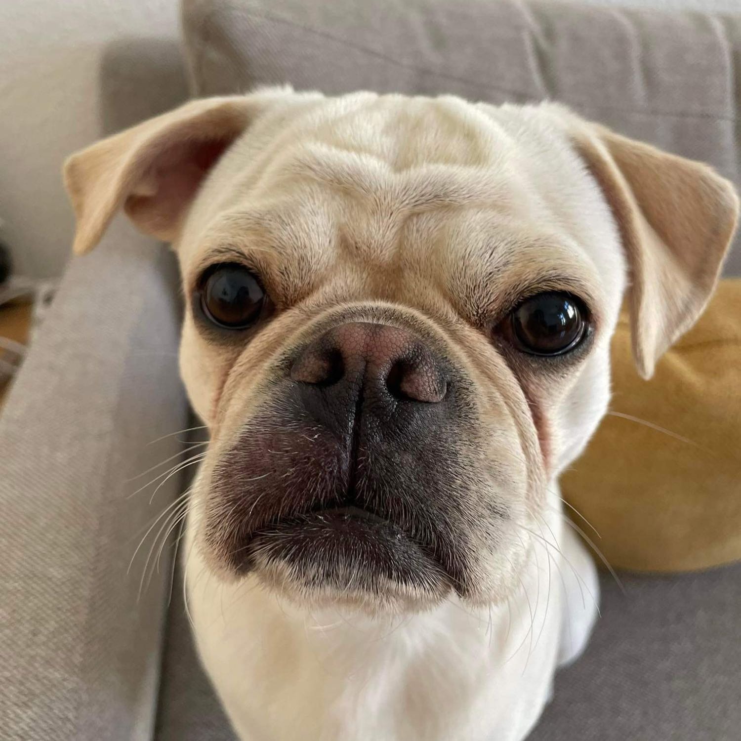 Peanut
