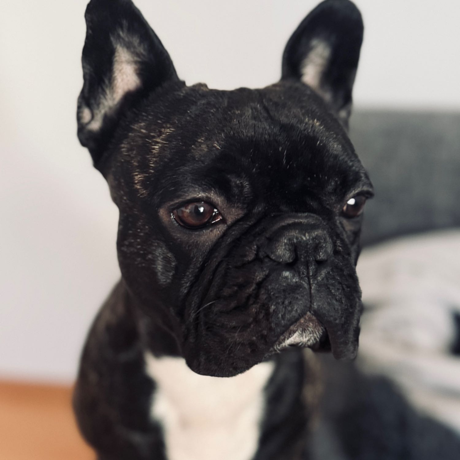 Hugo