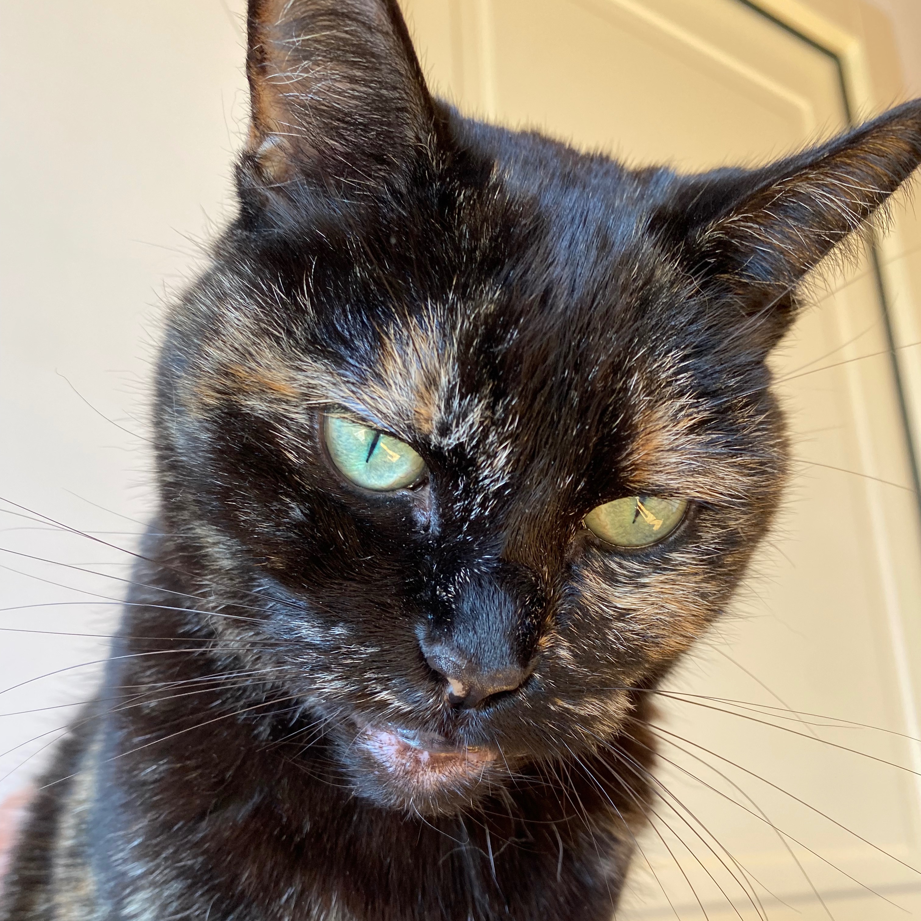 Bonnie