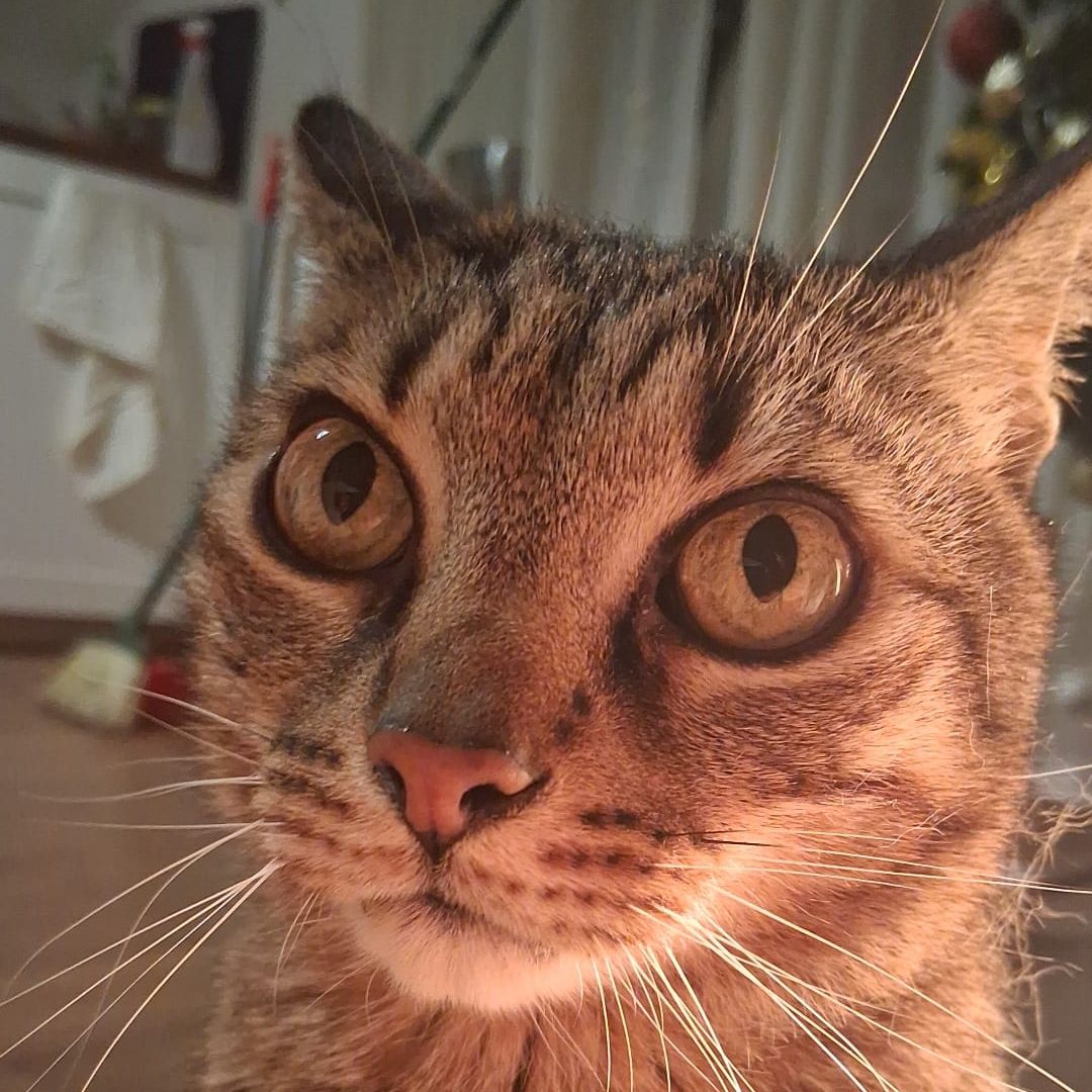 freddie