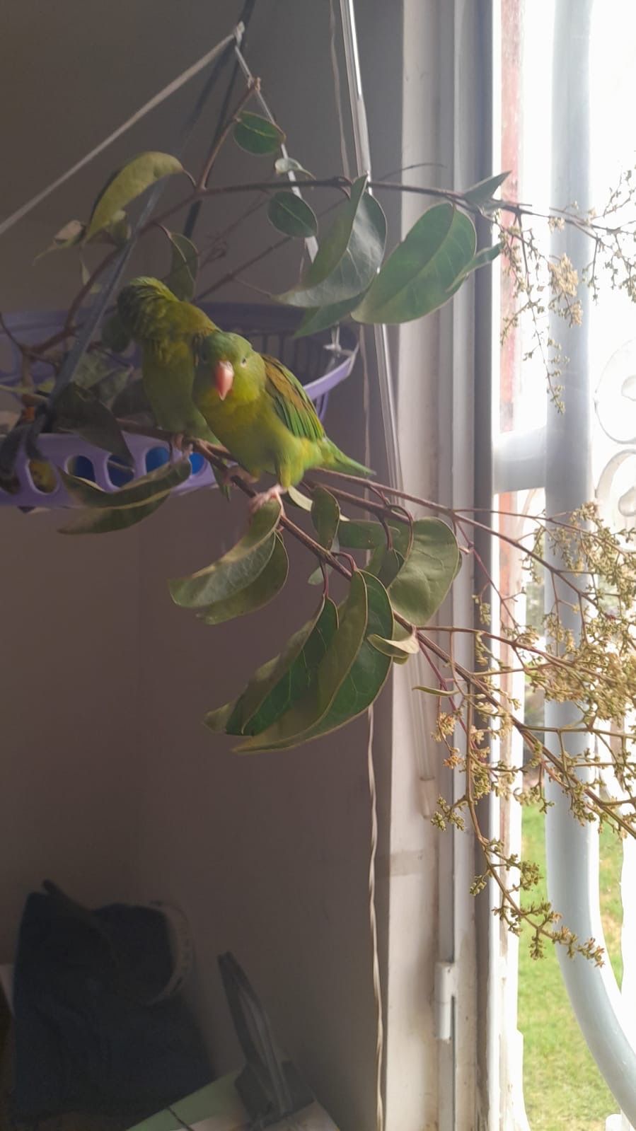image-7