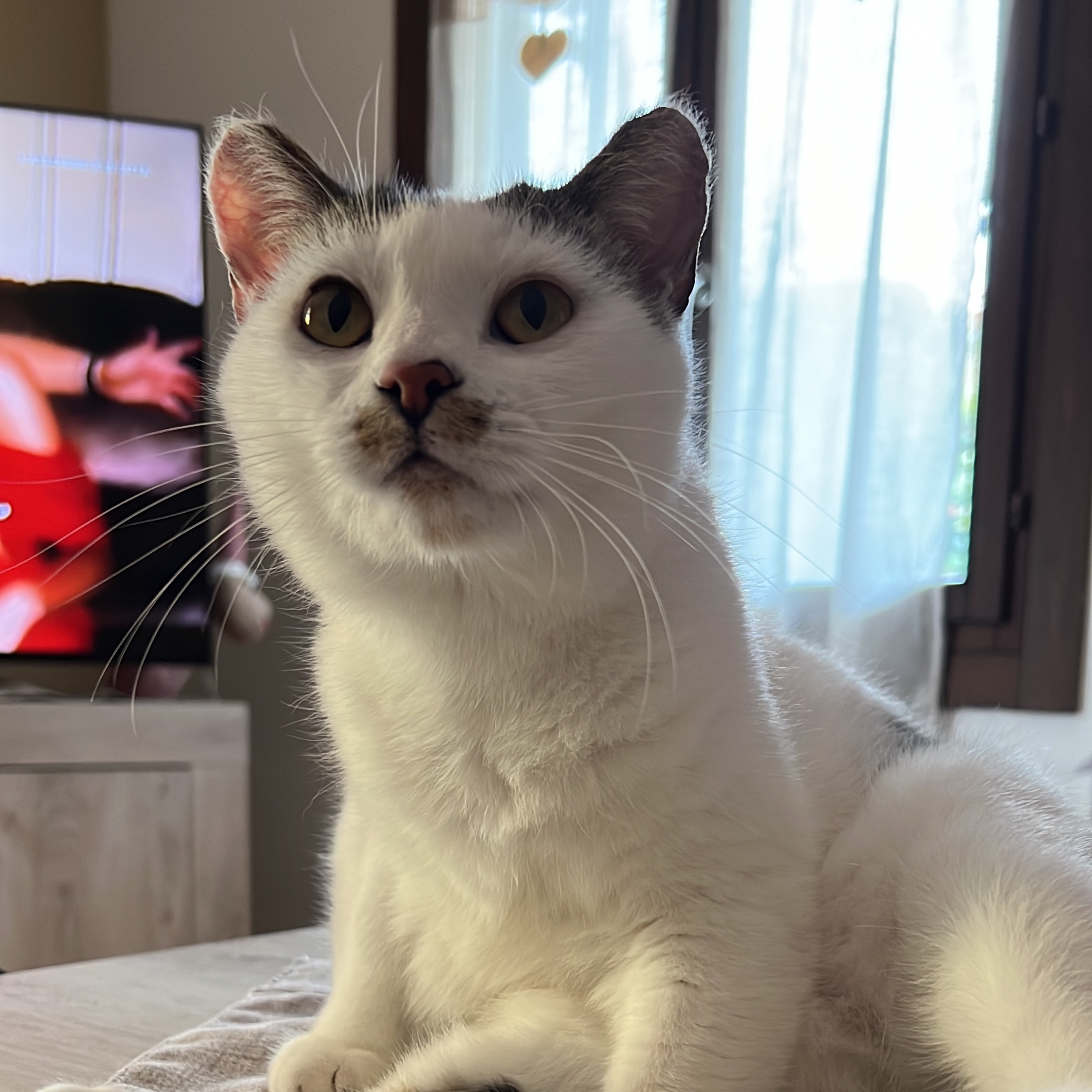 Mia