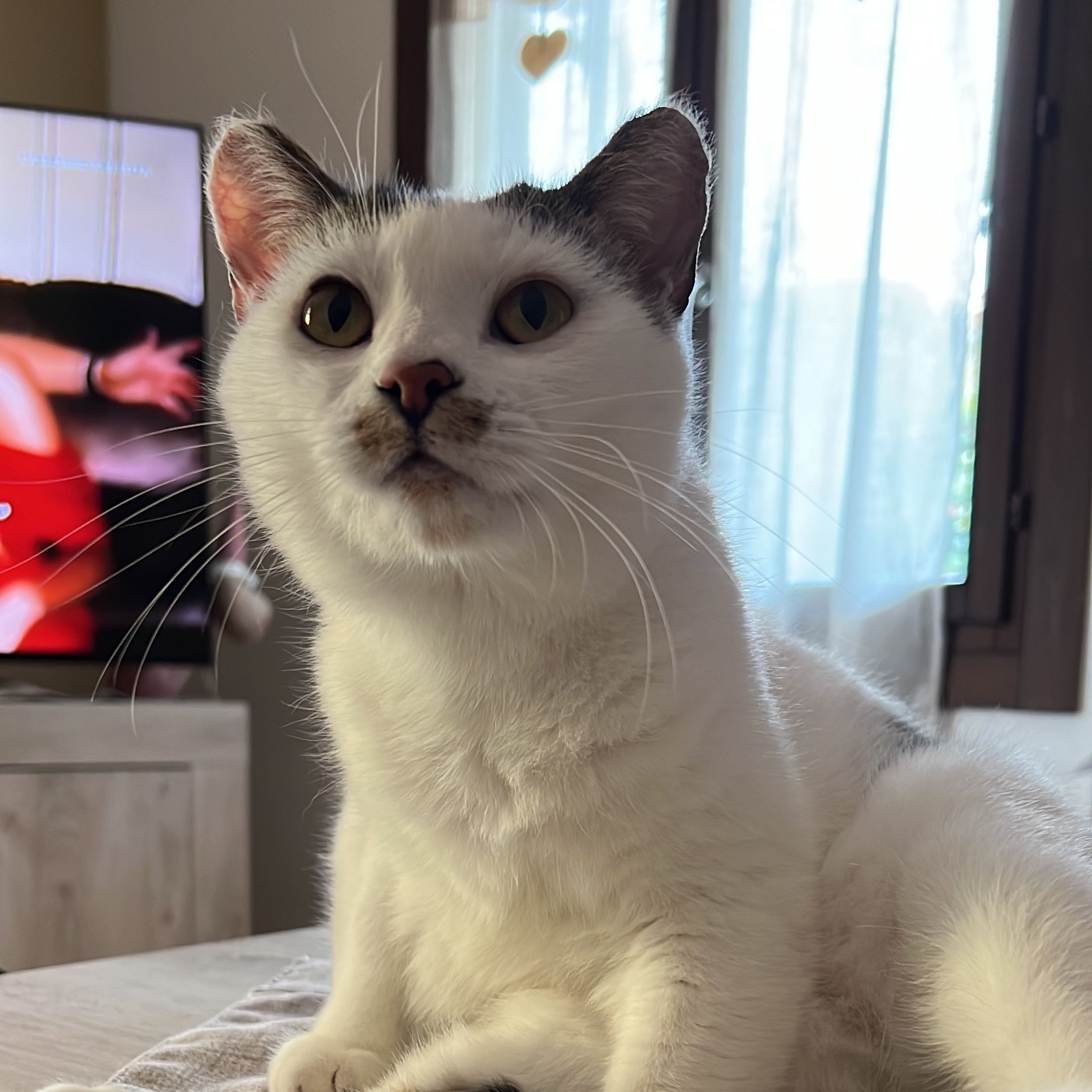 Mia