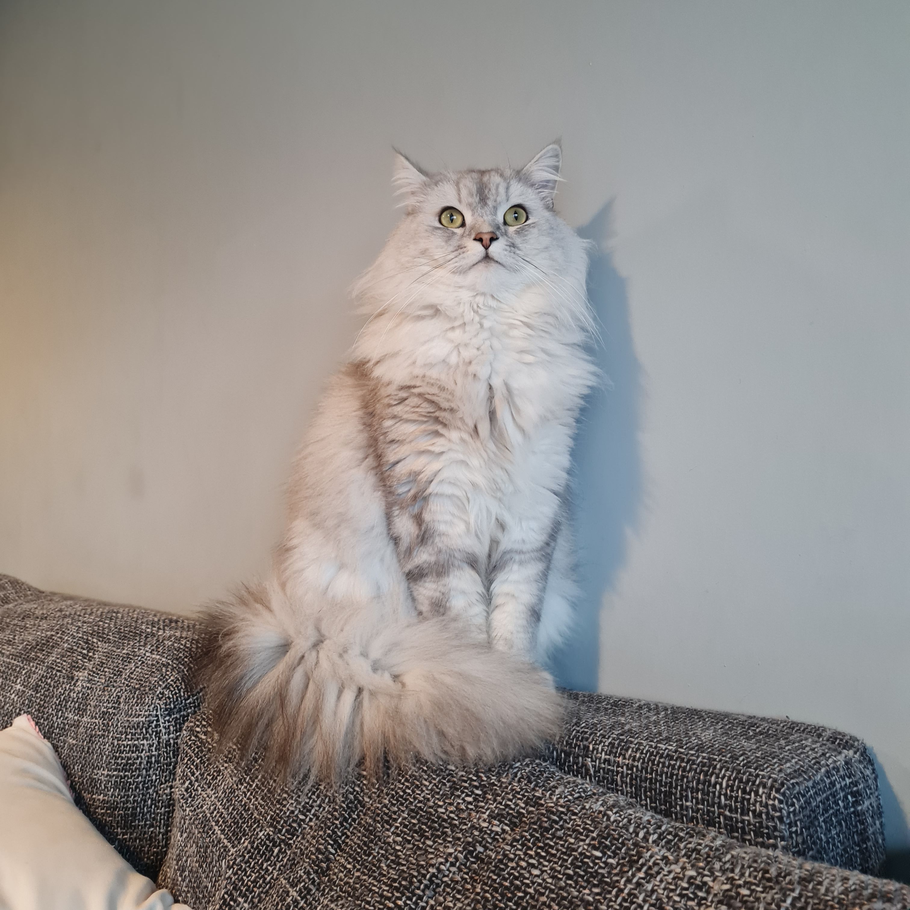 Coco