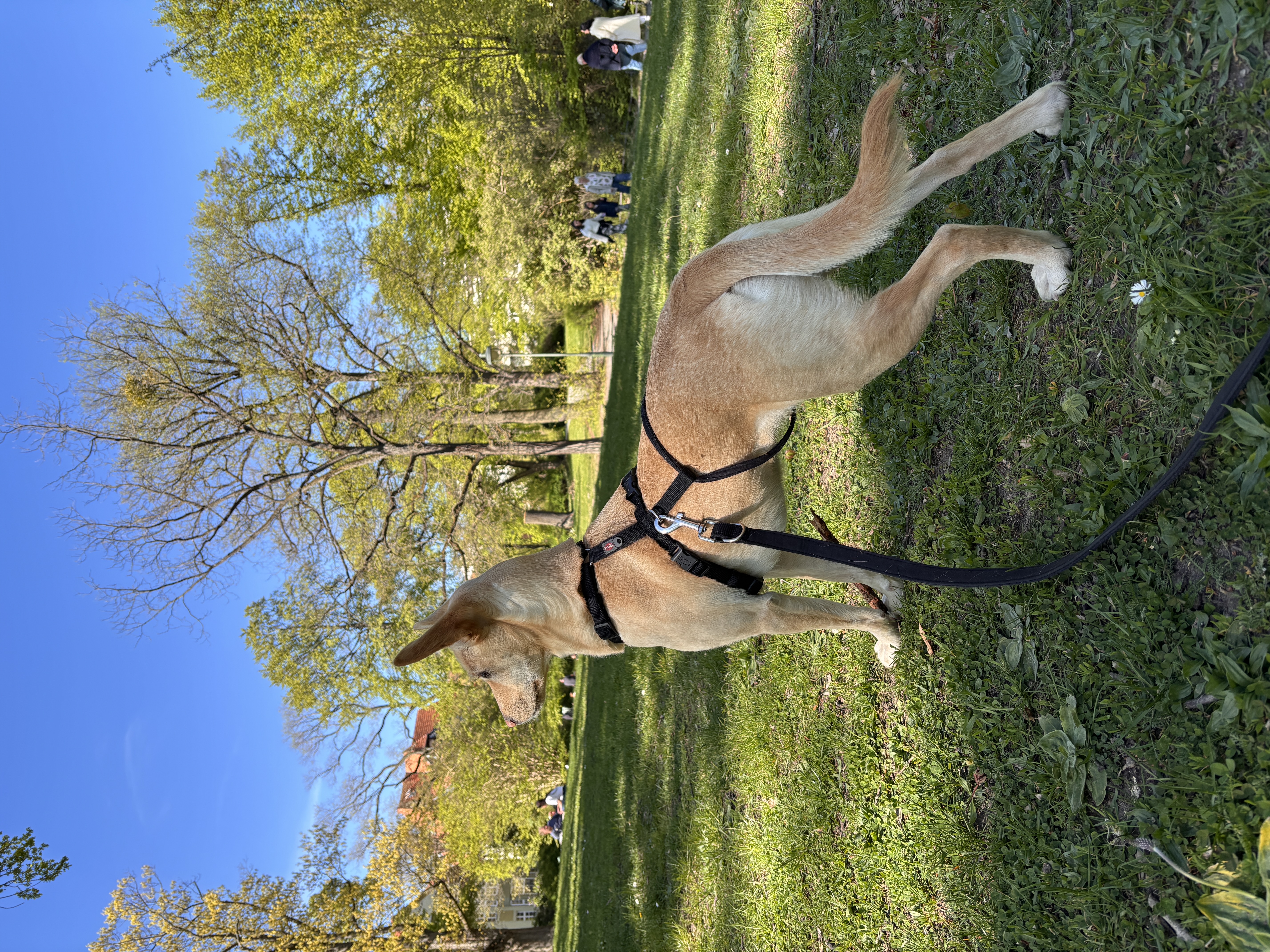 image-17