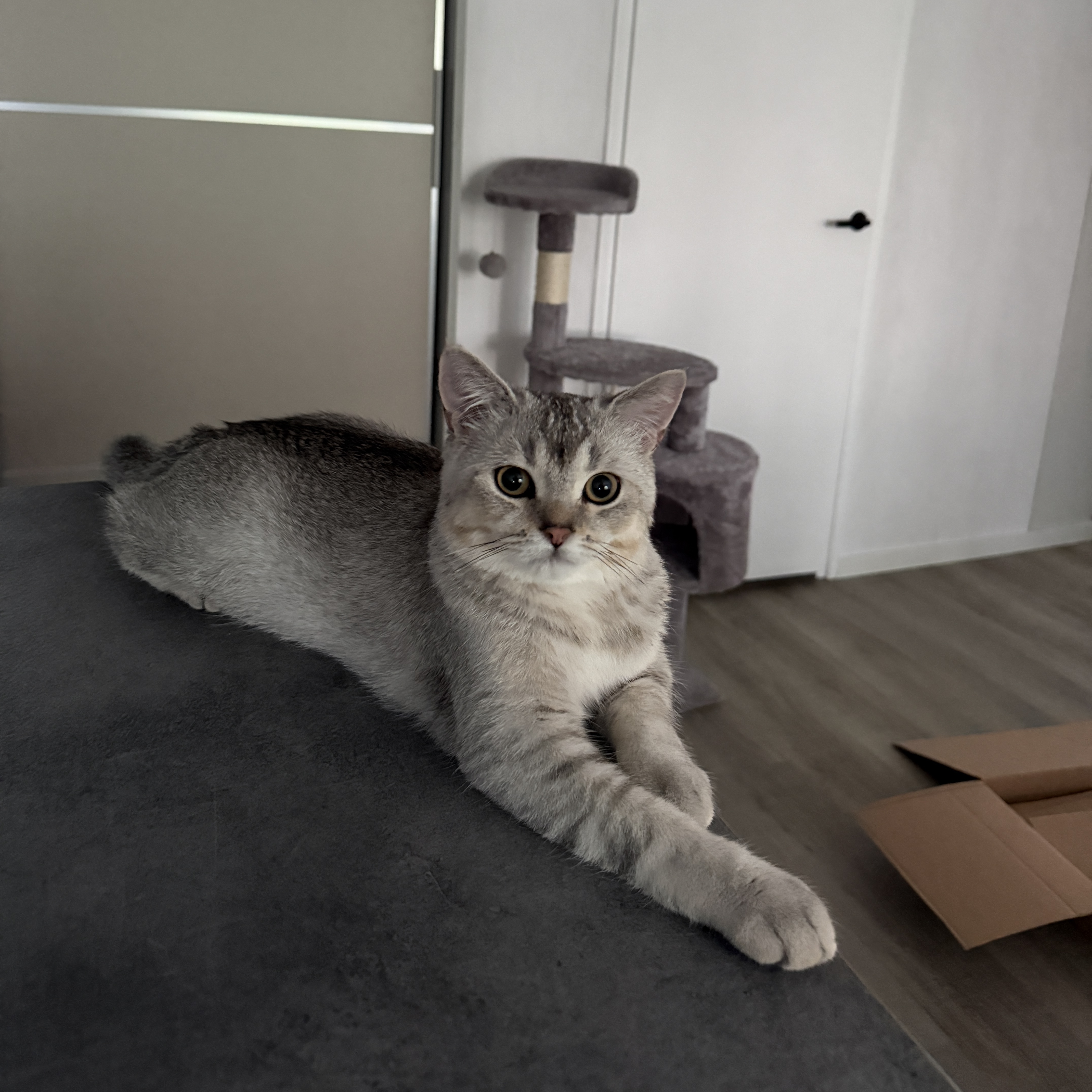 Kai