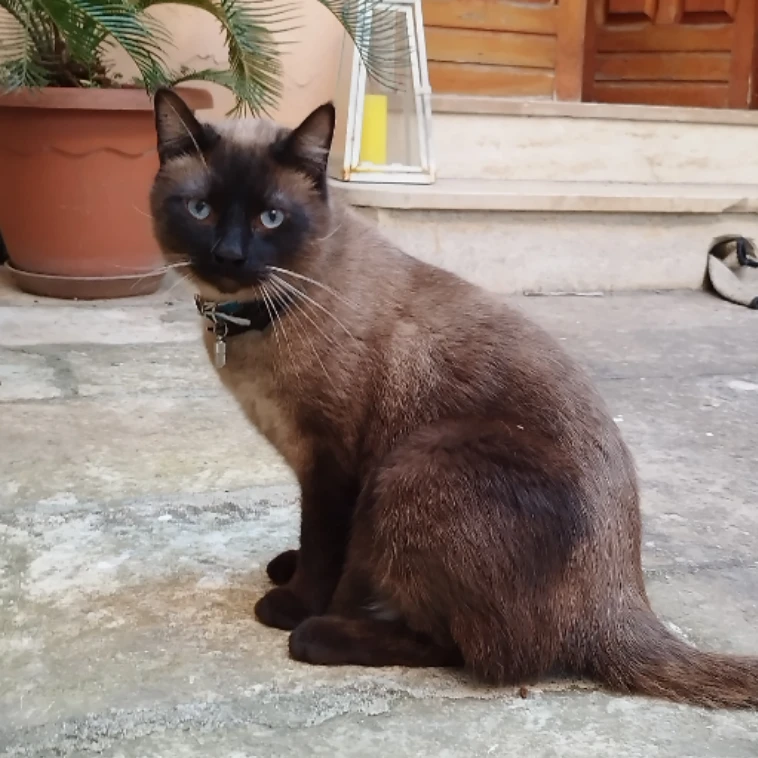 Yuki