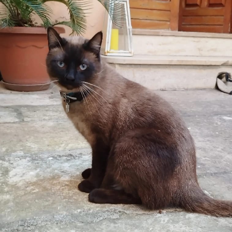 Yuki