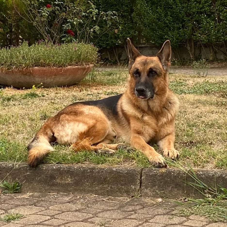 Rex