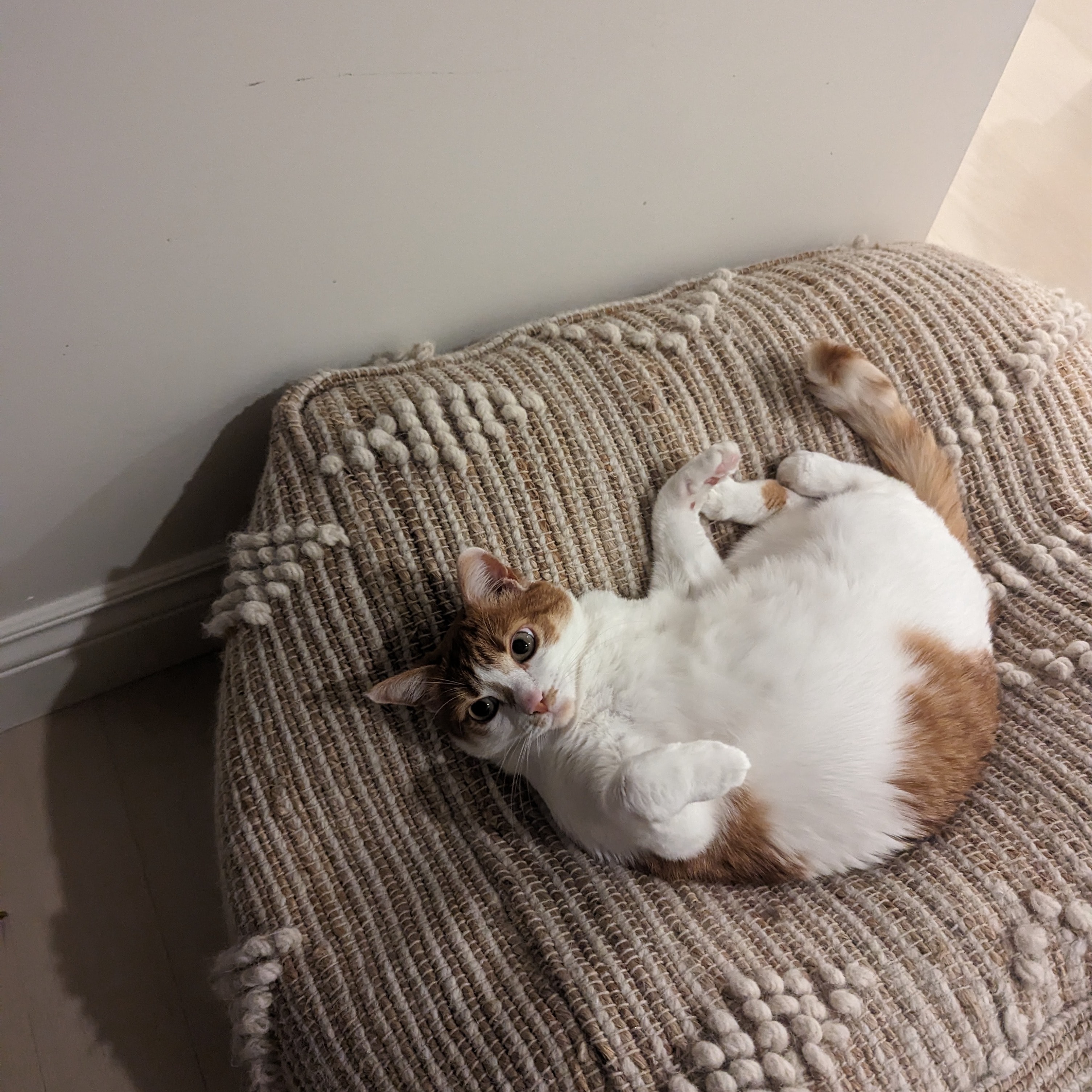 Titi