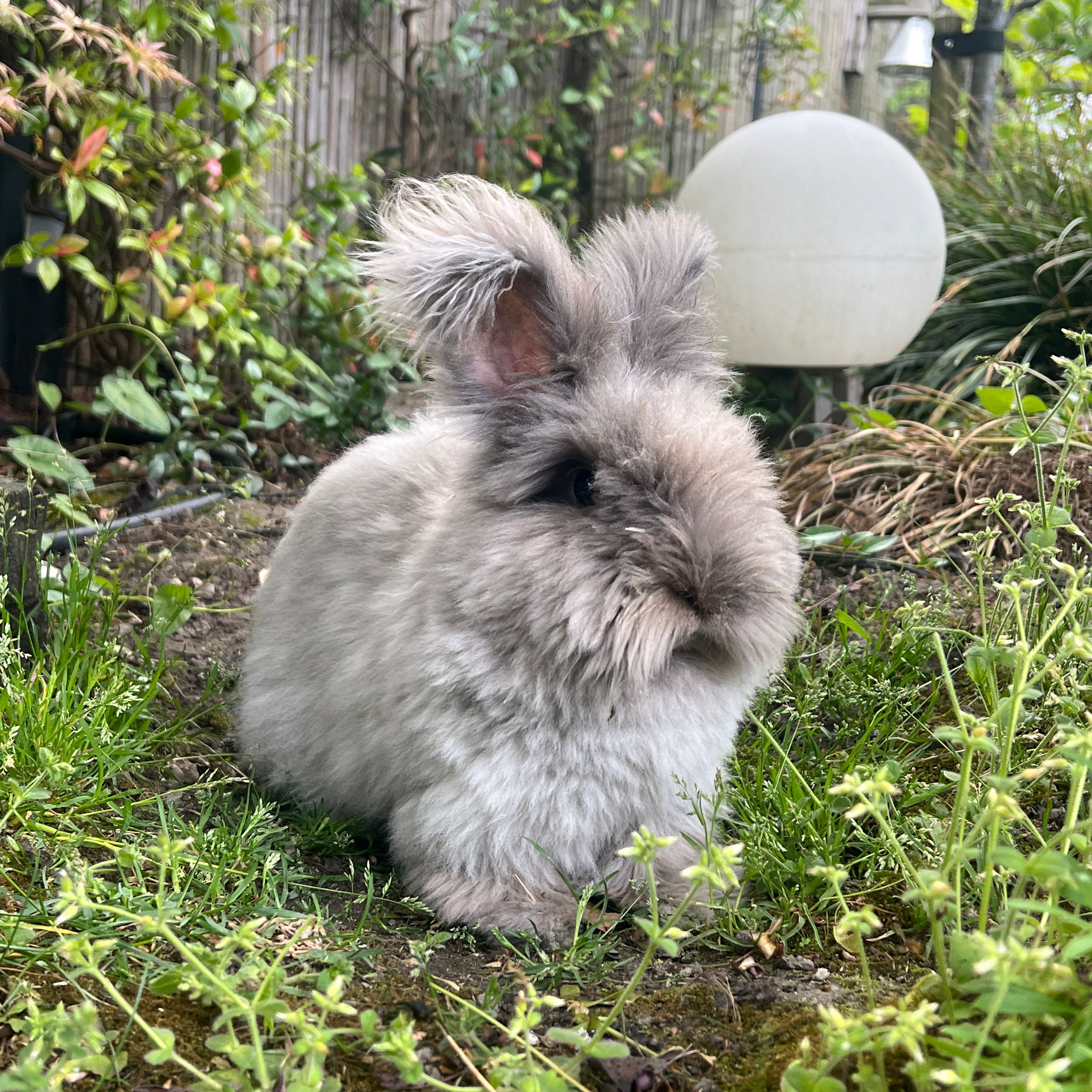 Kiwi