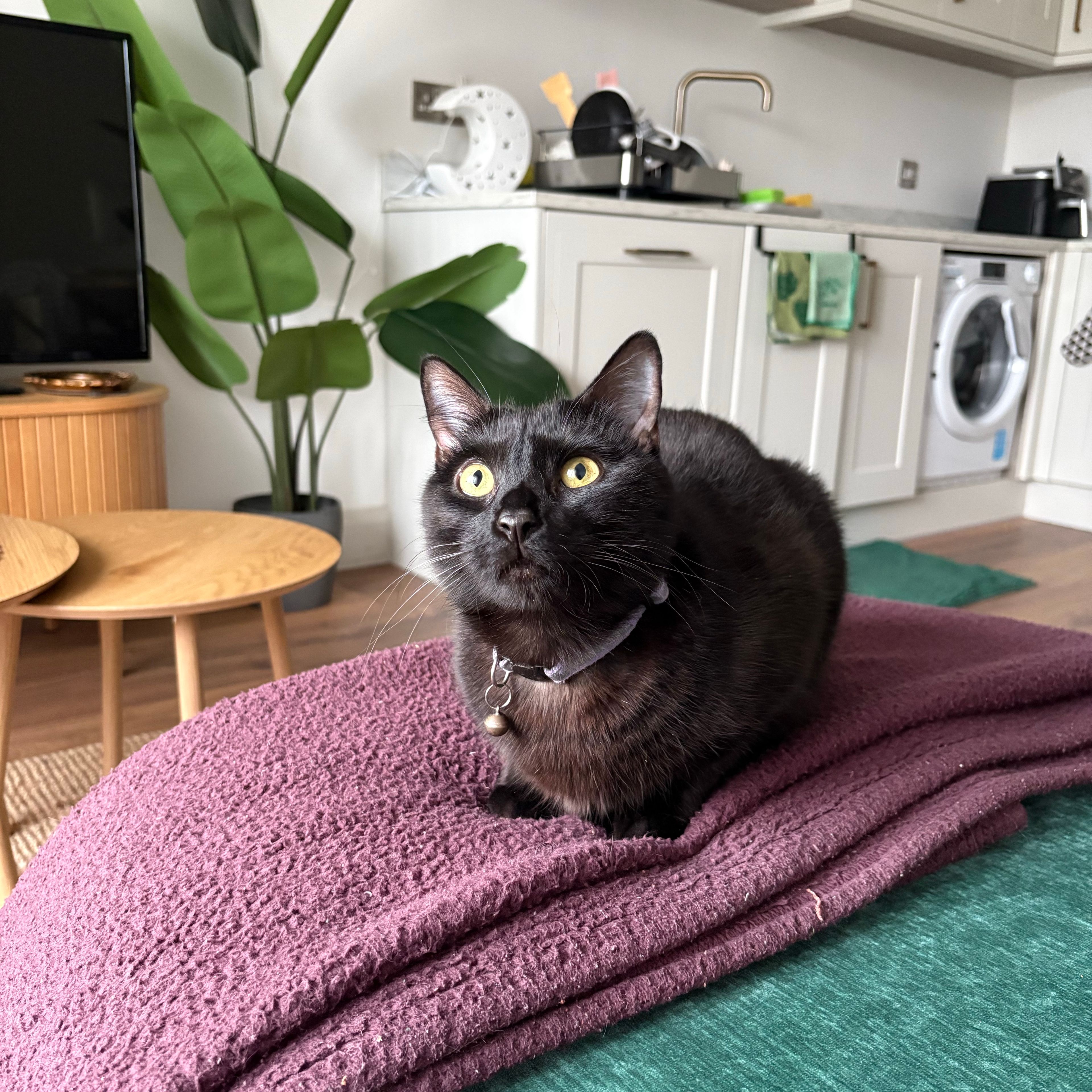 Gina