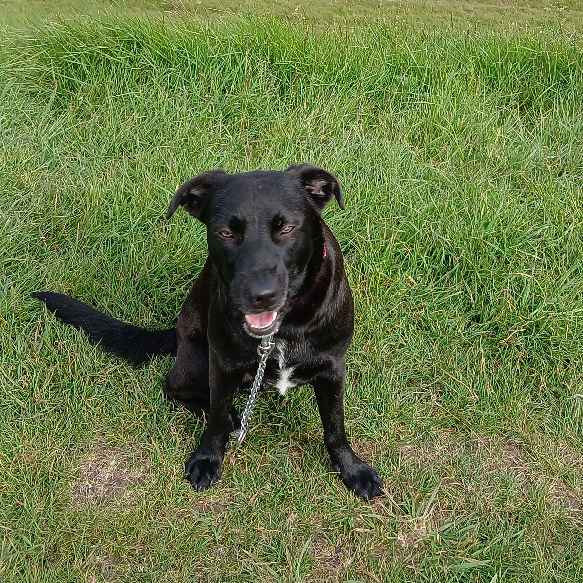Stella 