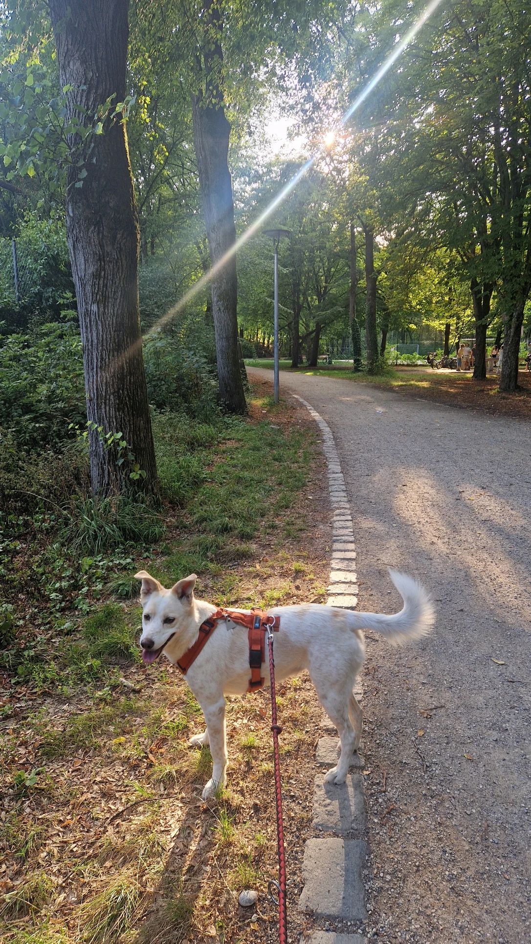 image-9