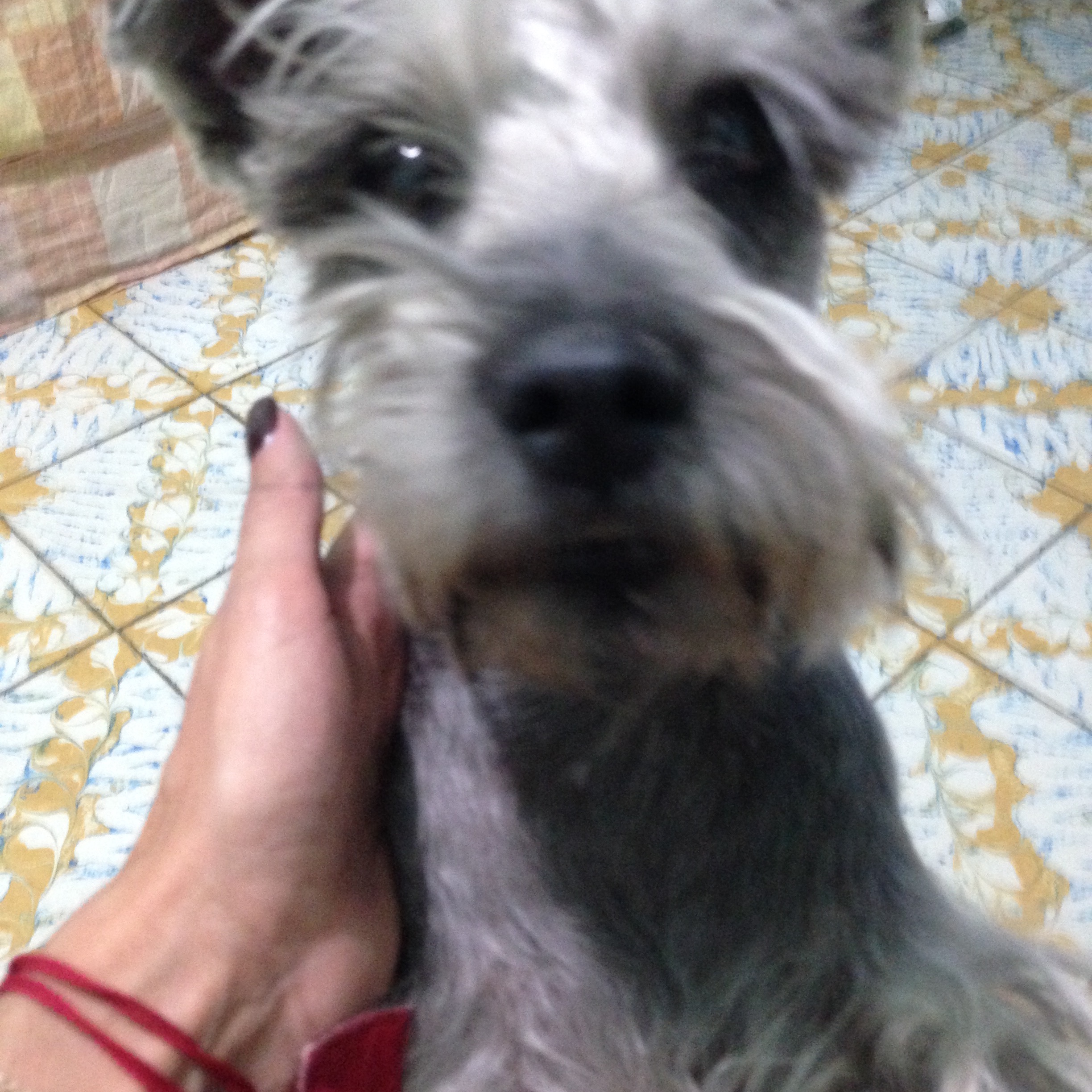 Bruno