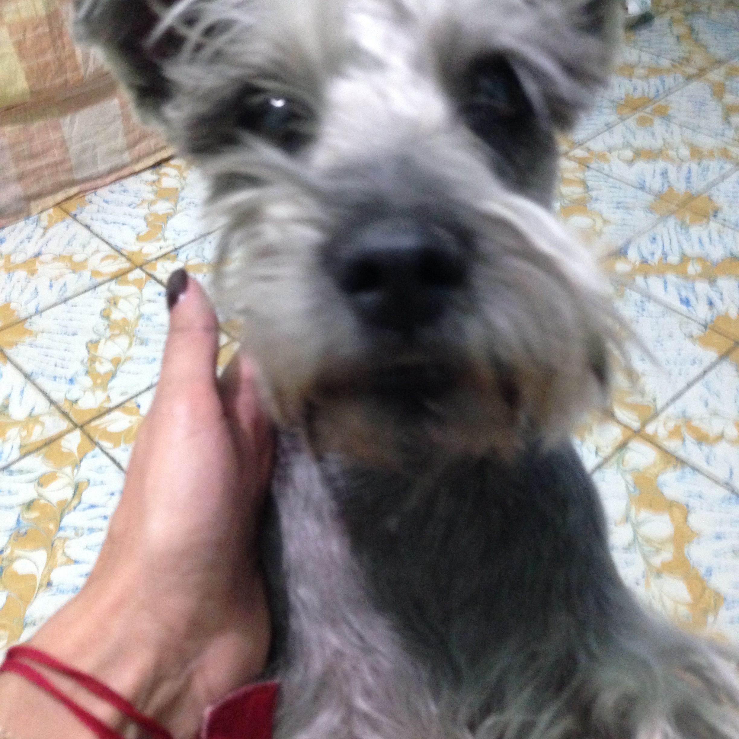 Bruno