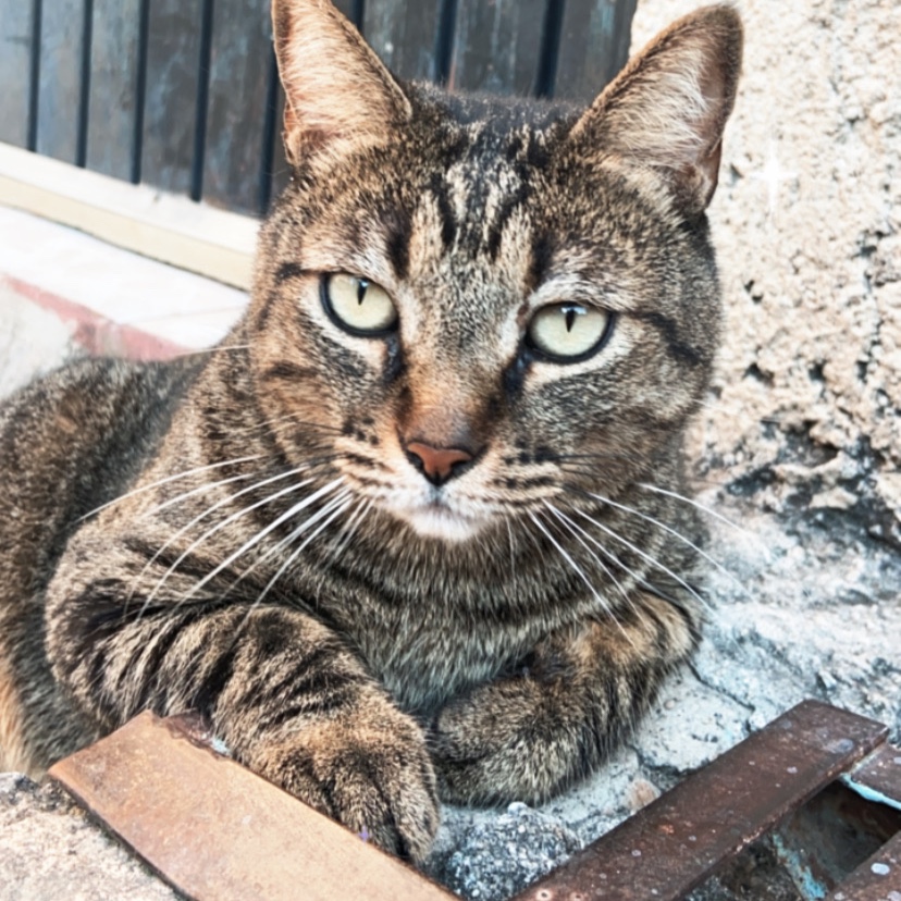 Luca