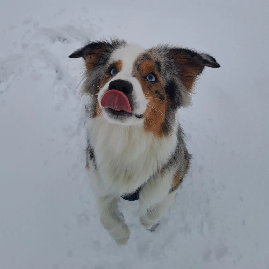 Koda