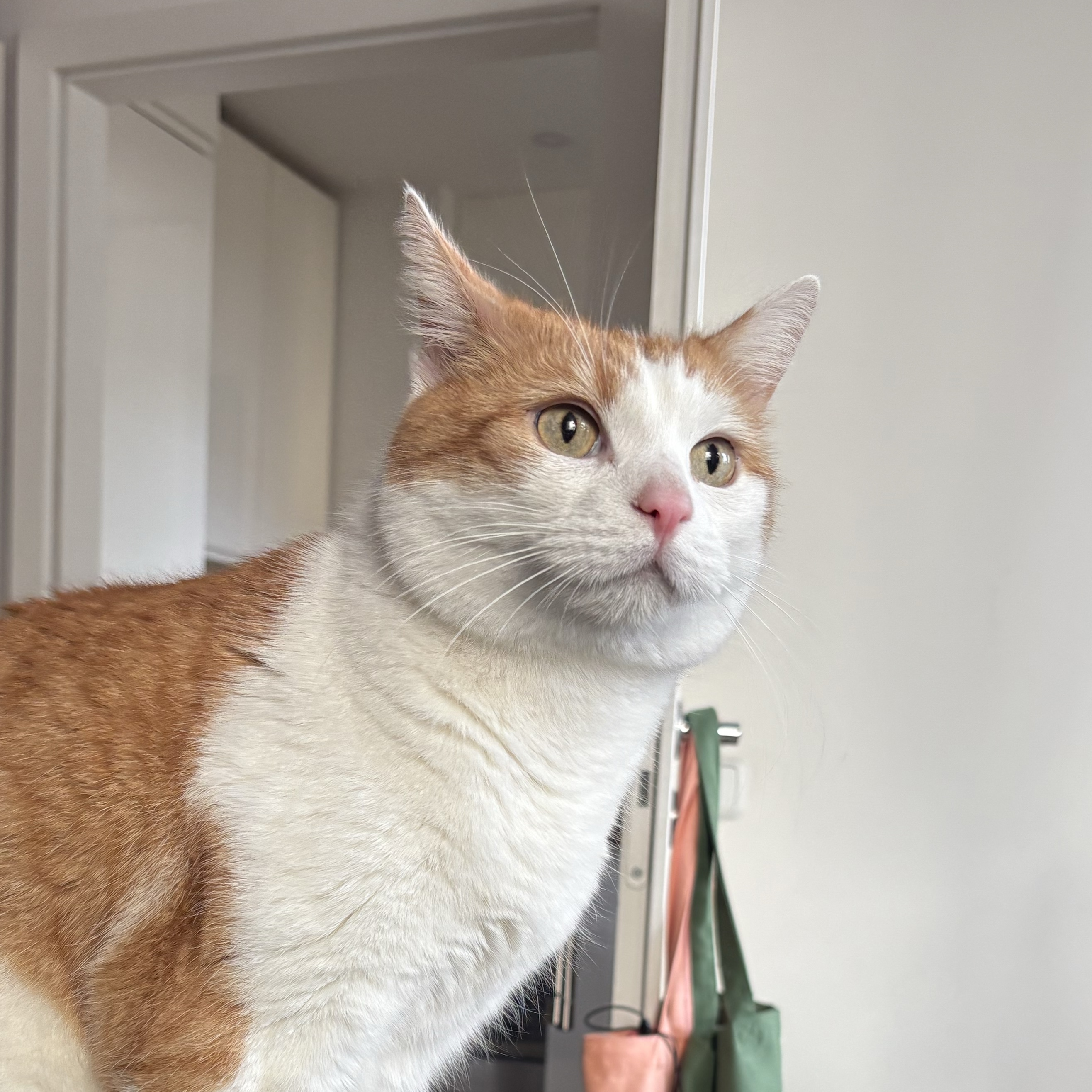 Arturo
