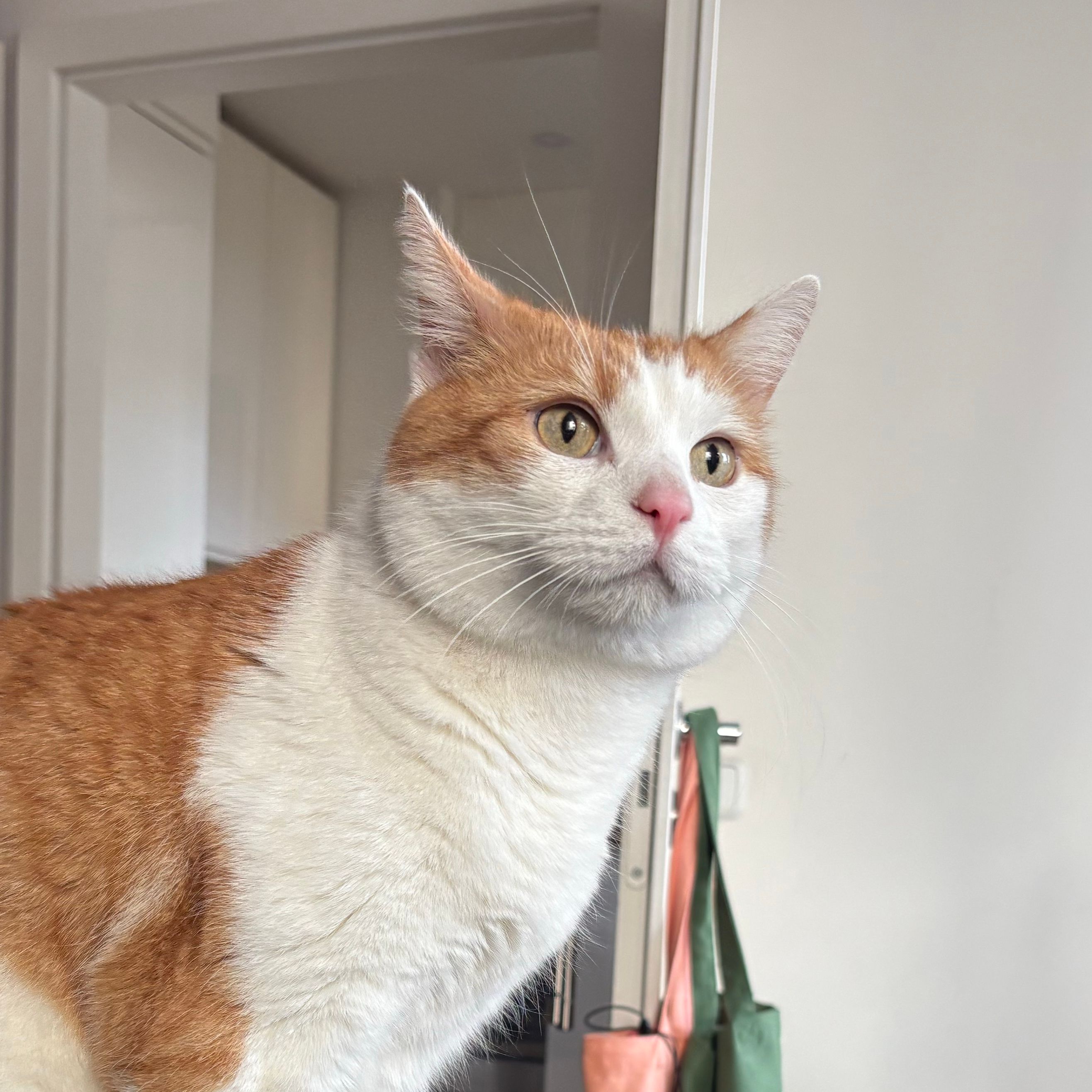Arturo