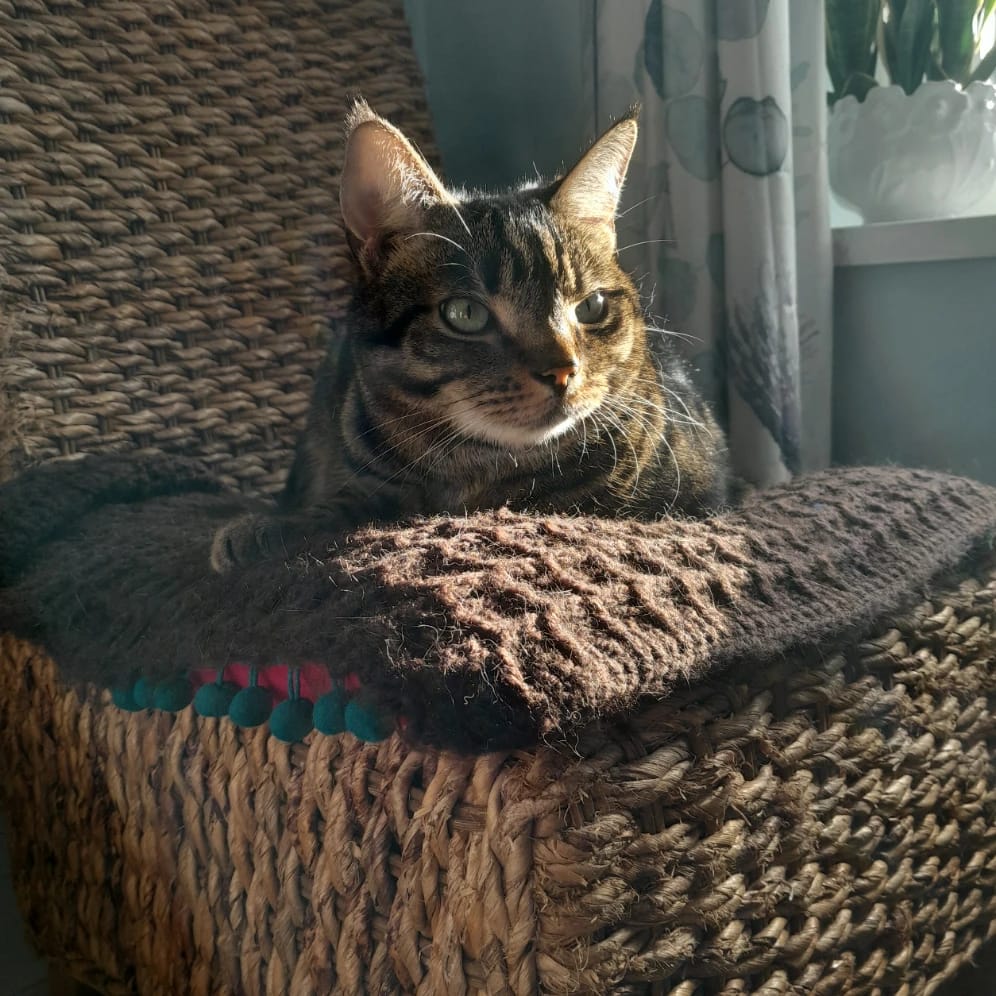 Ziggy