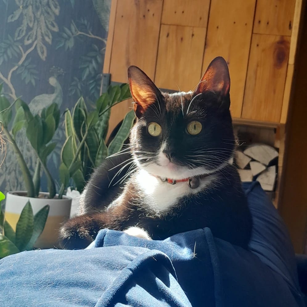 Oreo