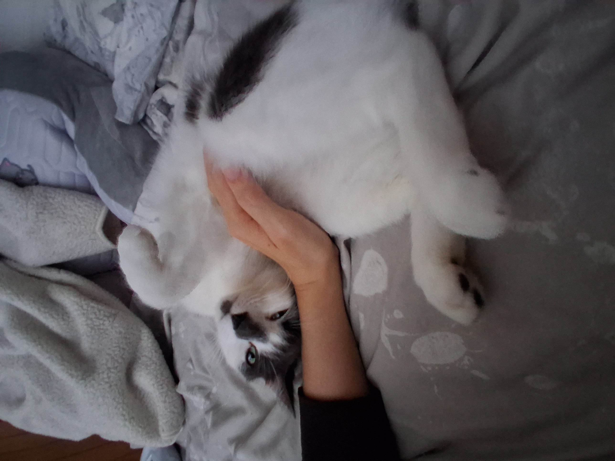 image-7