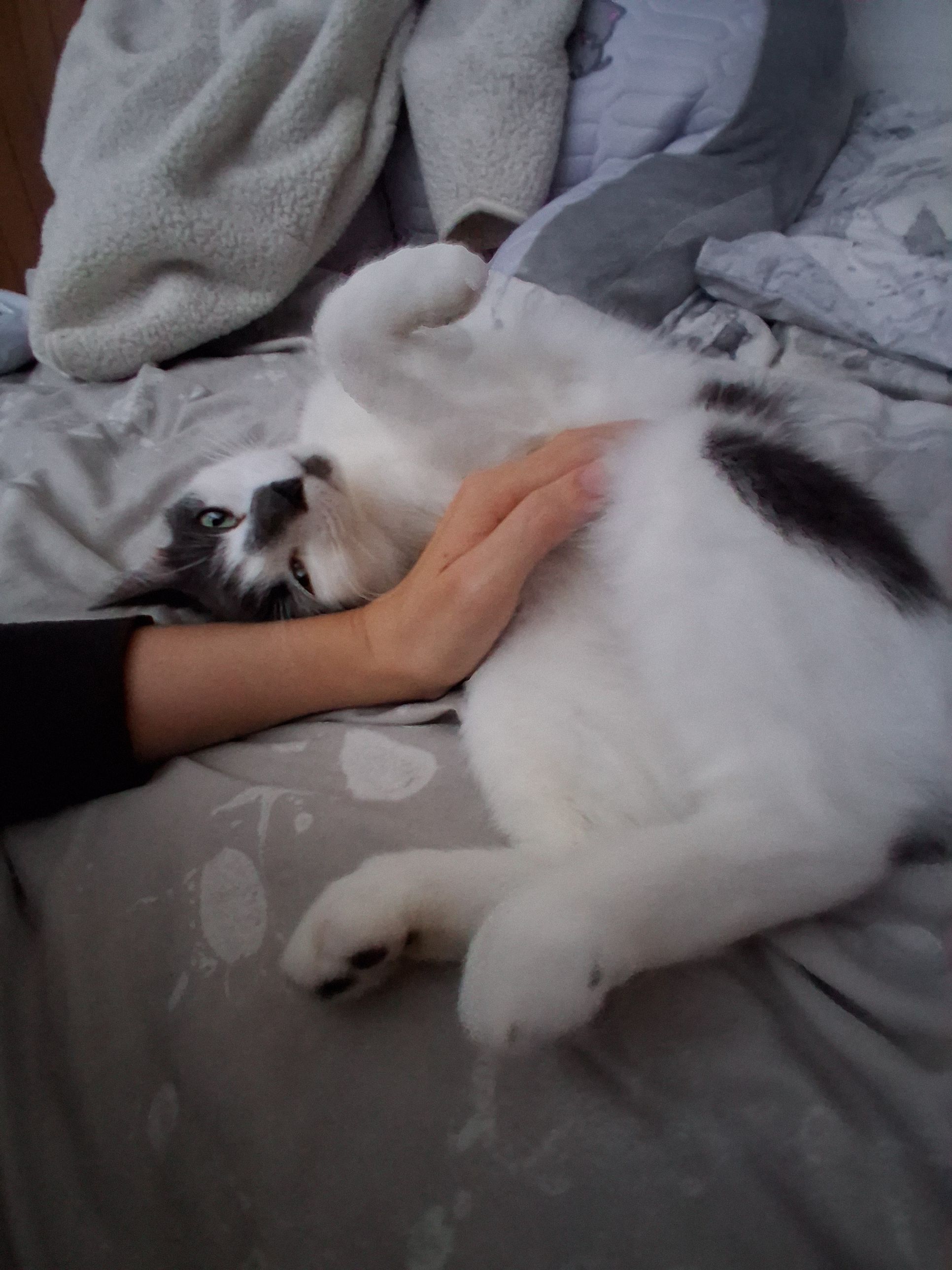 image-7